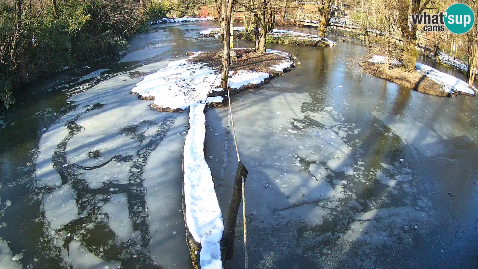 Vari noir et blanc – Ljubljana ZOO  livecam