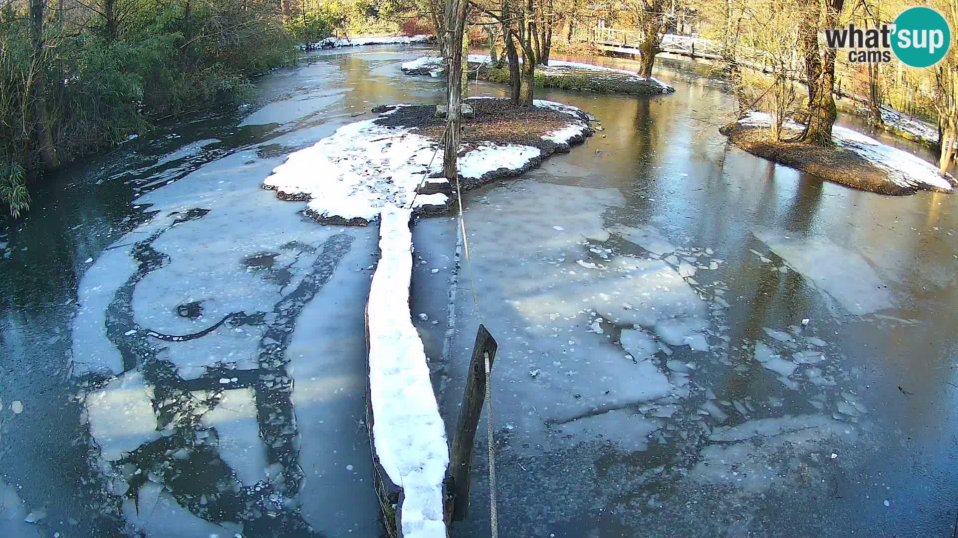 Vari noir et blanc – Ljubljana ZOO  livecam