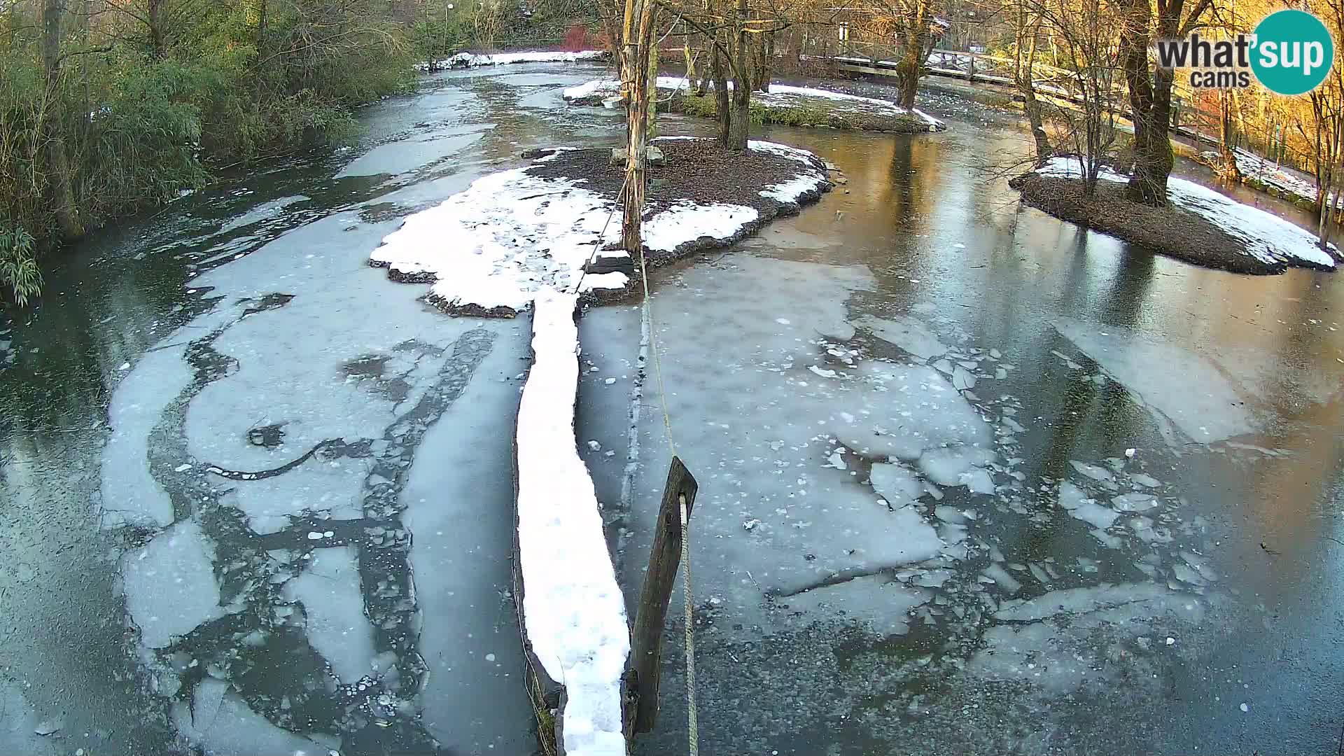 Navadni vari u živo – Ljubljana zoo