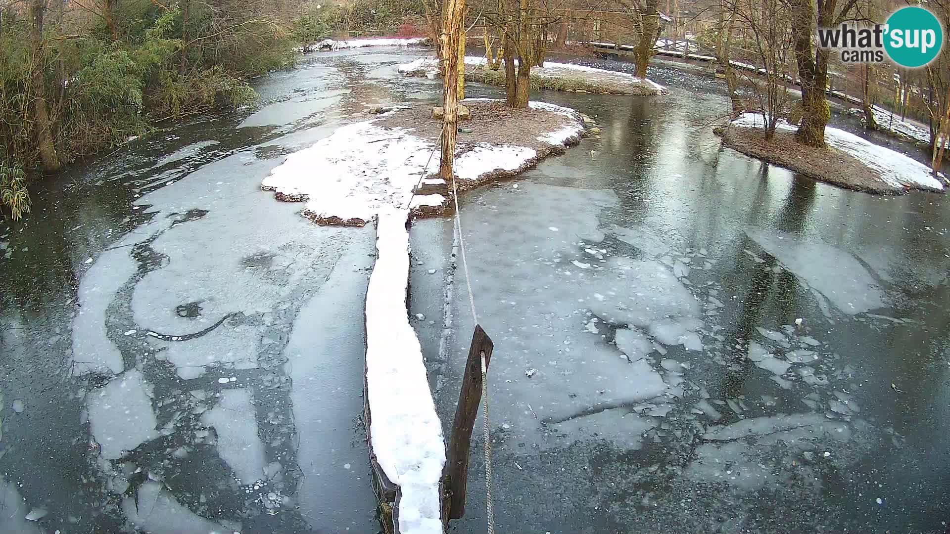 Lémur rufo blanco y negro – Ljubljana Zoo en vivo