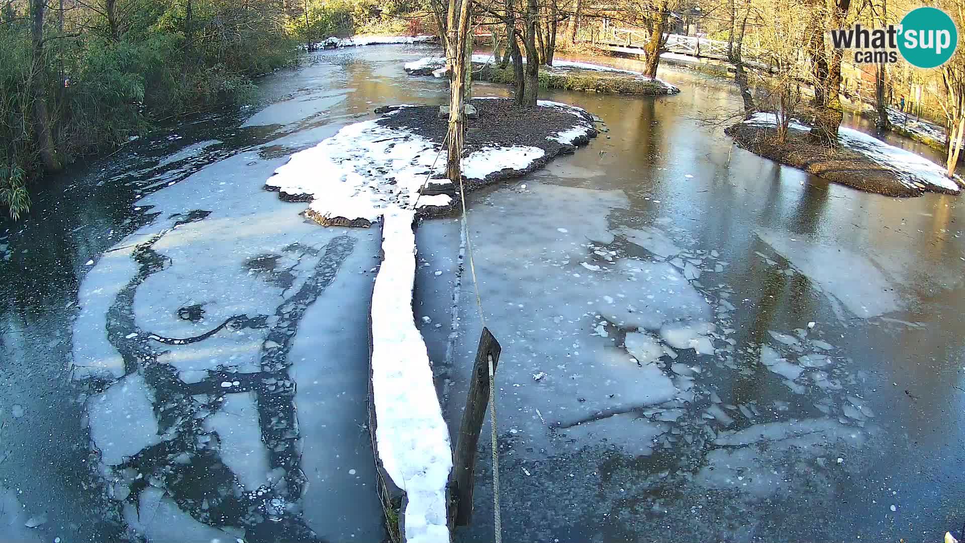 Lémur rufo blanco y negro – Ljubljana Zoo en vivo