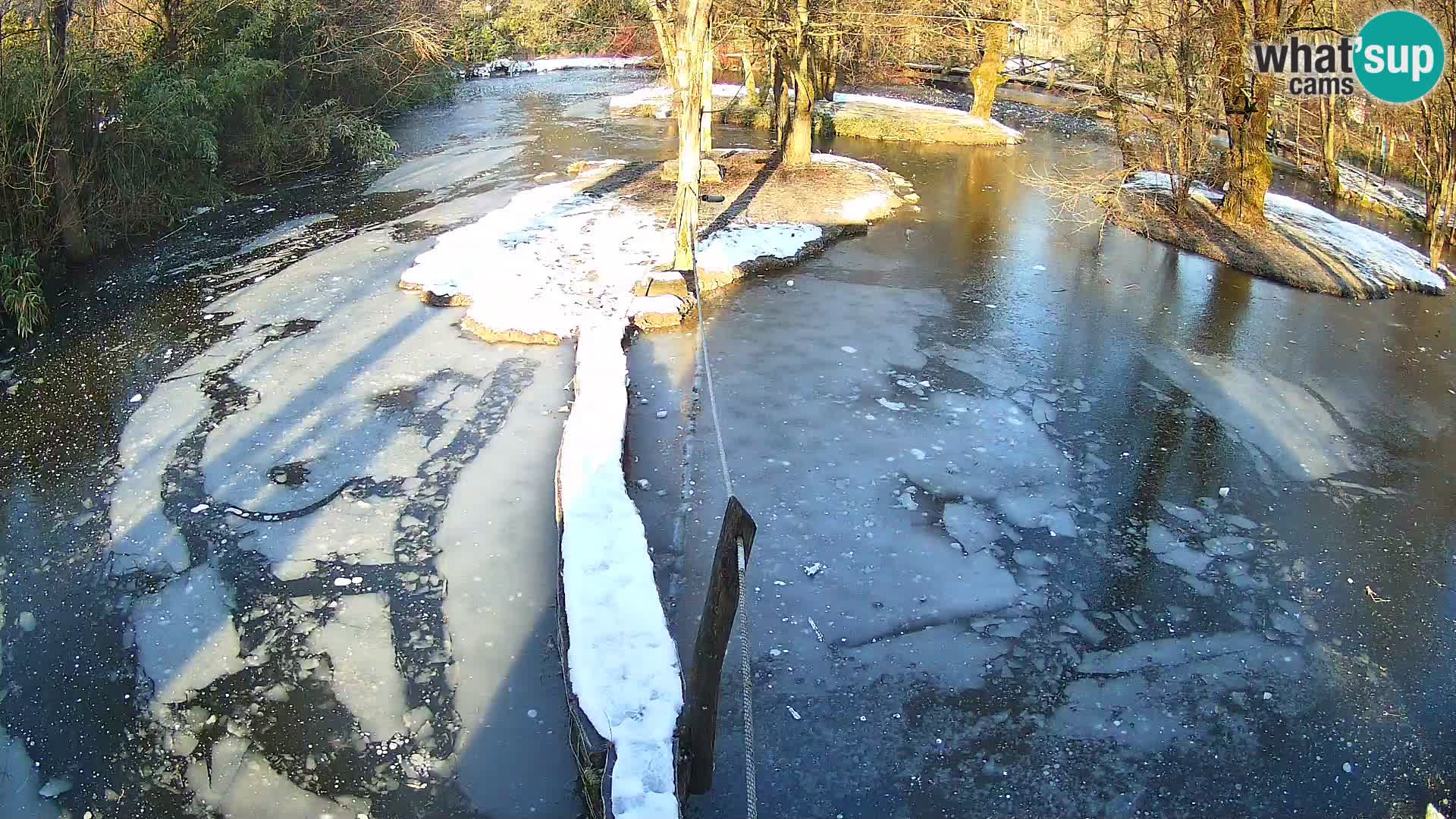 Vari noir et blanc – Ljubljana ZOO  livecam