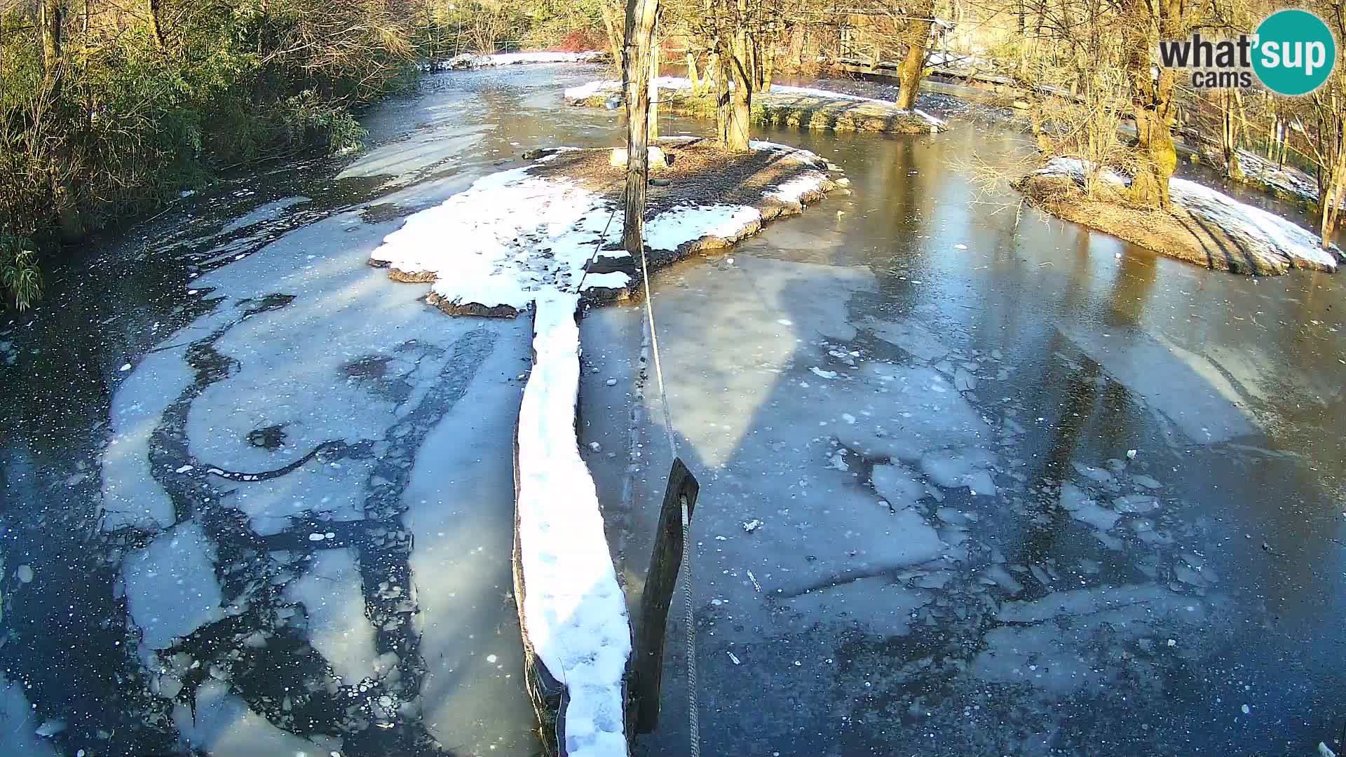 Navadni vari v živo – Ljubljana živalski vrt