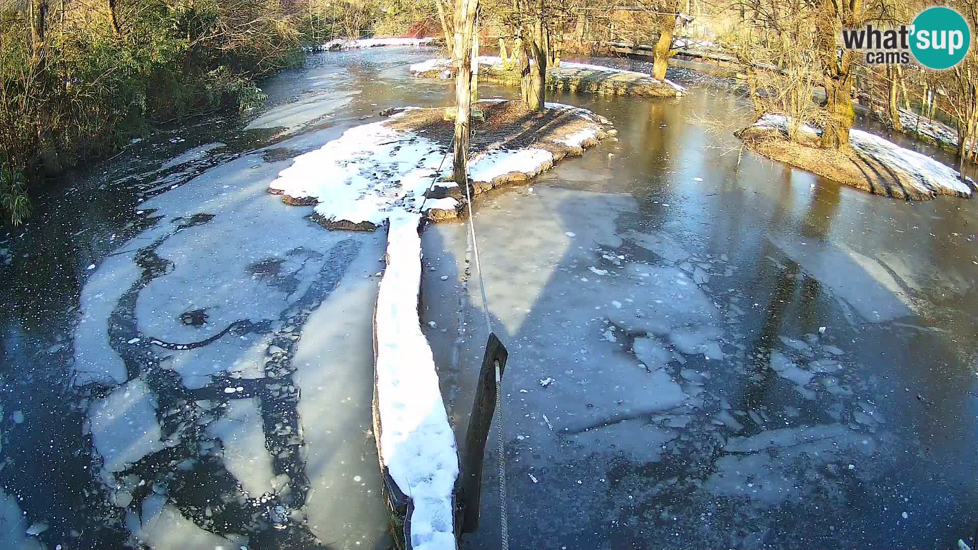 Vari bianconero Zoo Ljubljana webcam