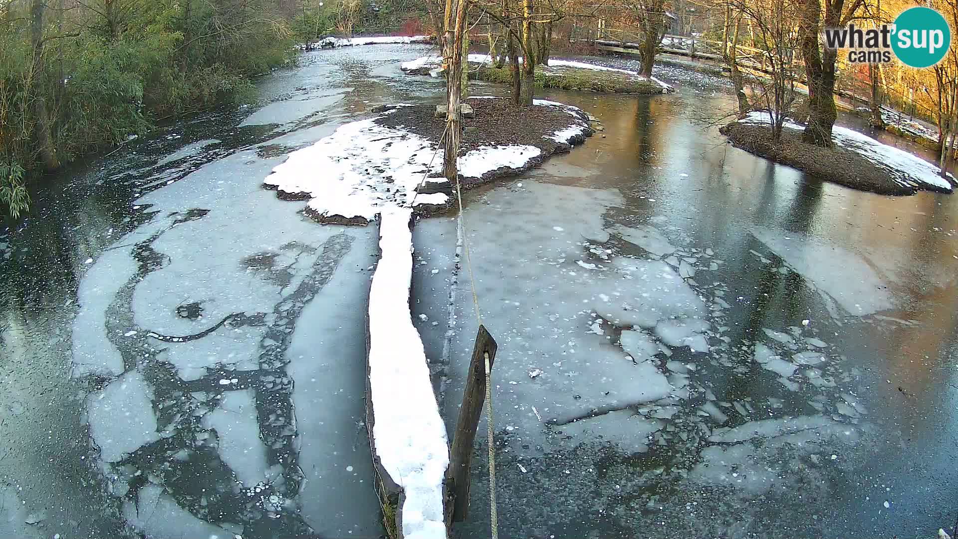 Vari bianconero Zoo Ljubljana webcam