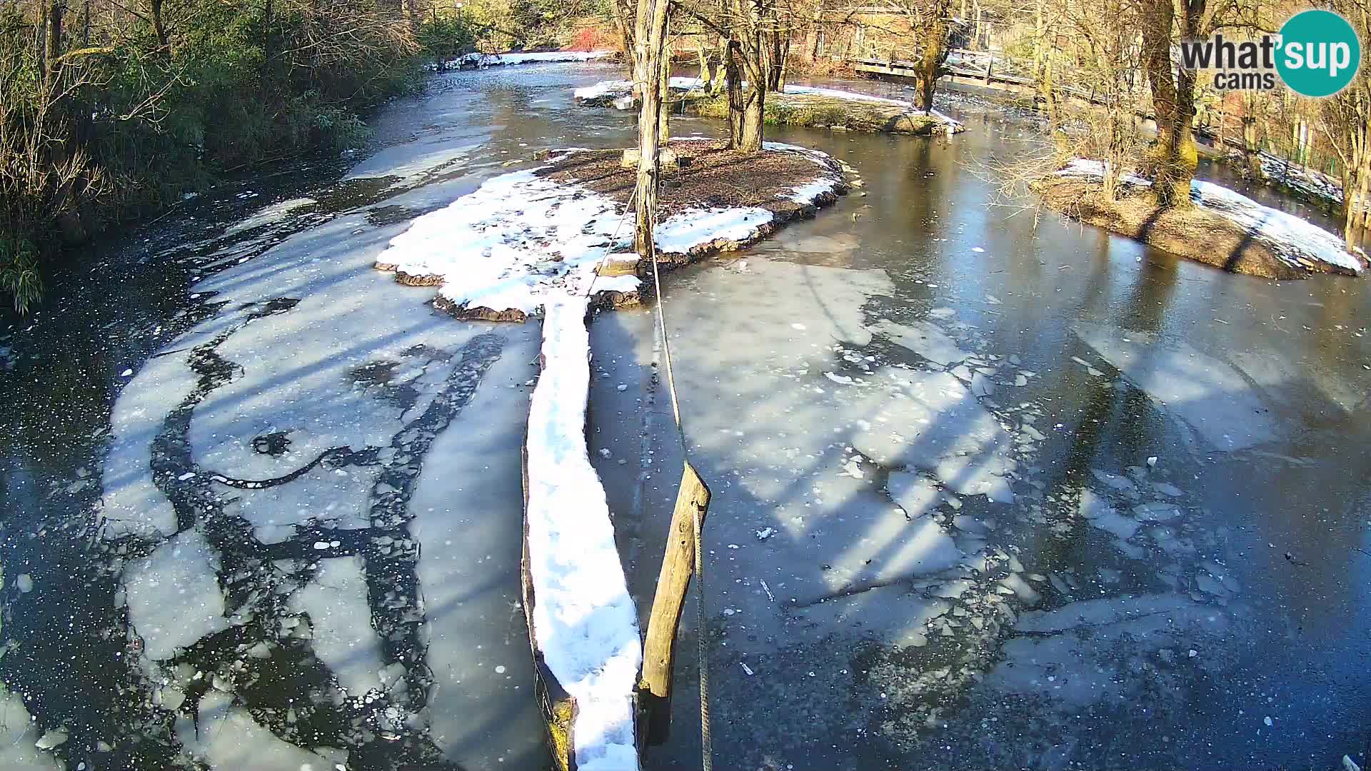 Vari noir et blanc – Ljubljana ZOO  livecam