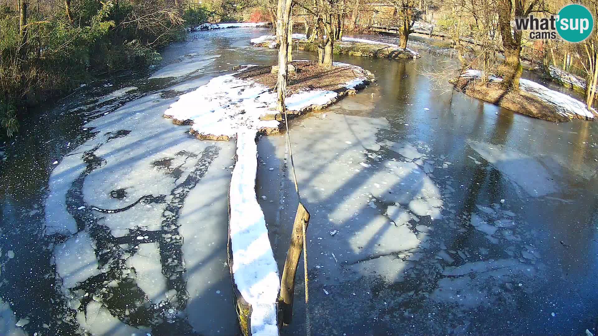 Vari bianconero Zoo Ljubljana webcam