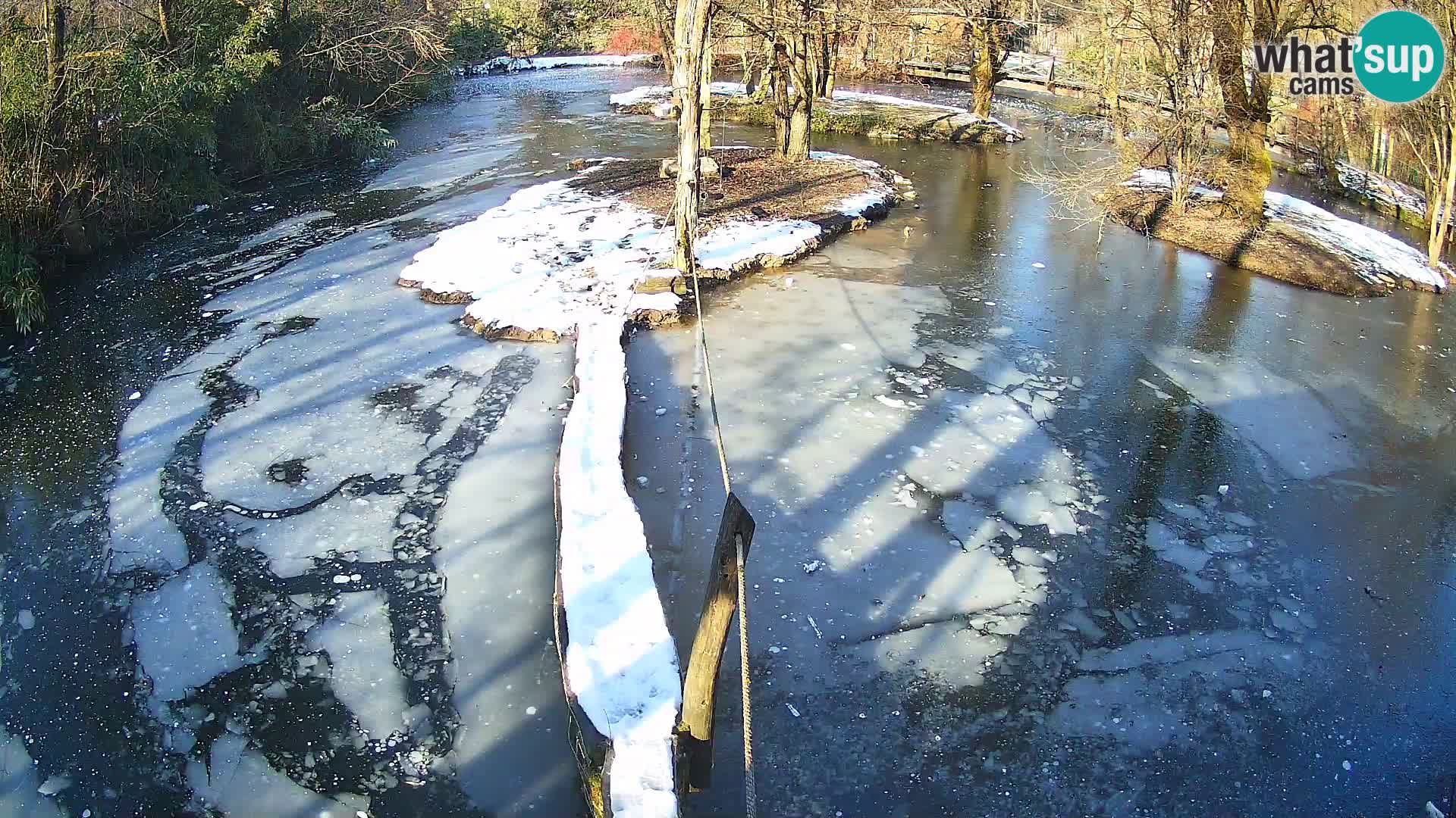 Vari bianconero Zoo Ljubljana webcam