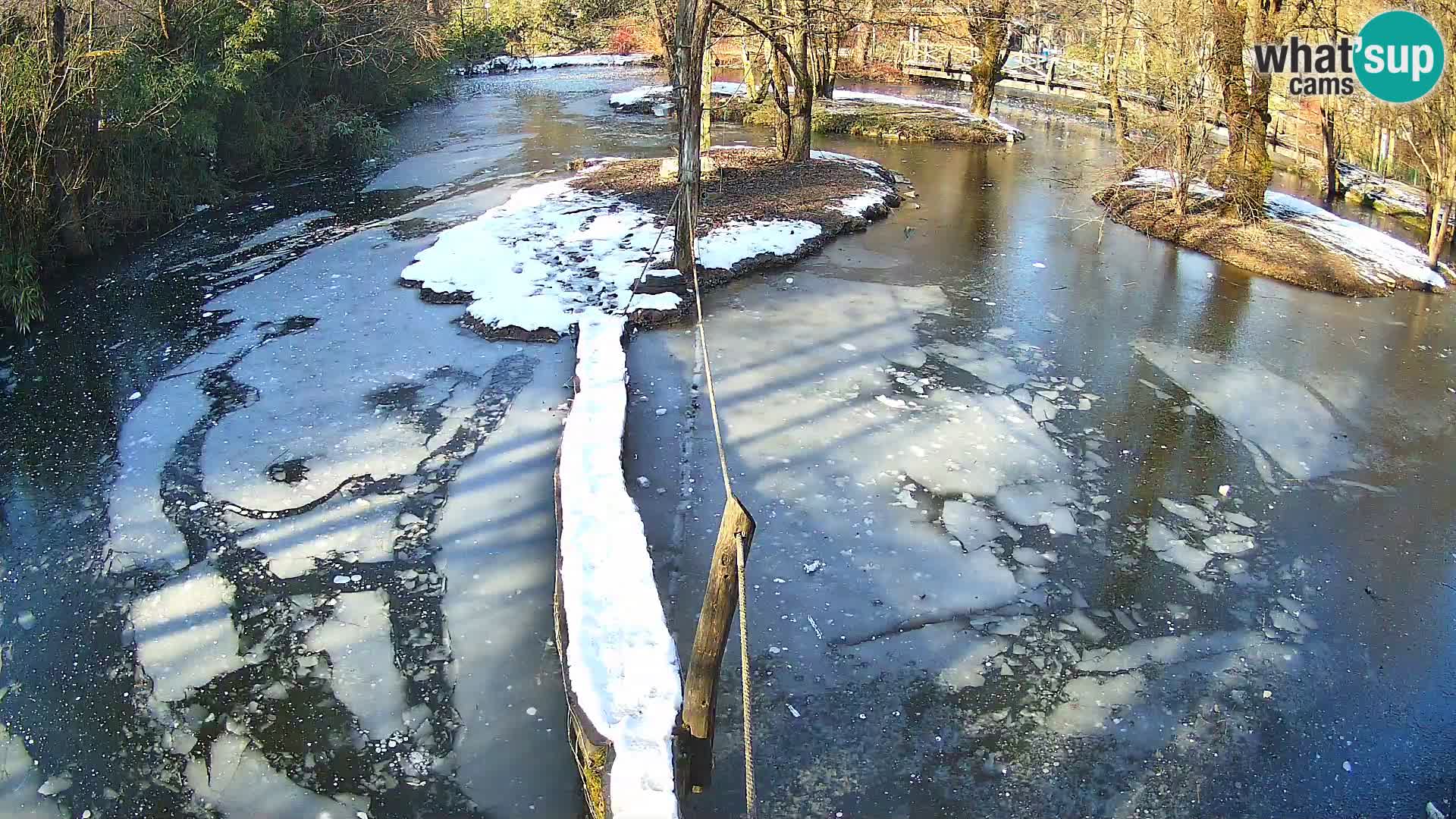 Schwarzweiße Vari Zoo Ljubljana webcam