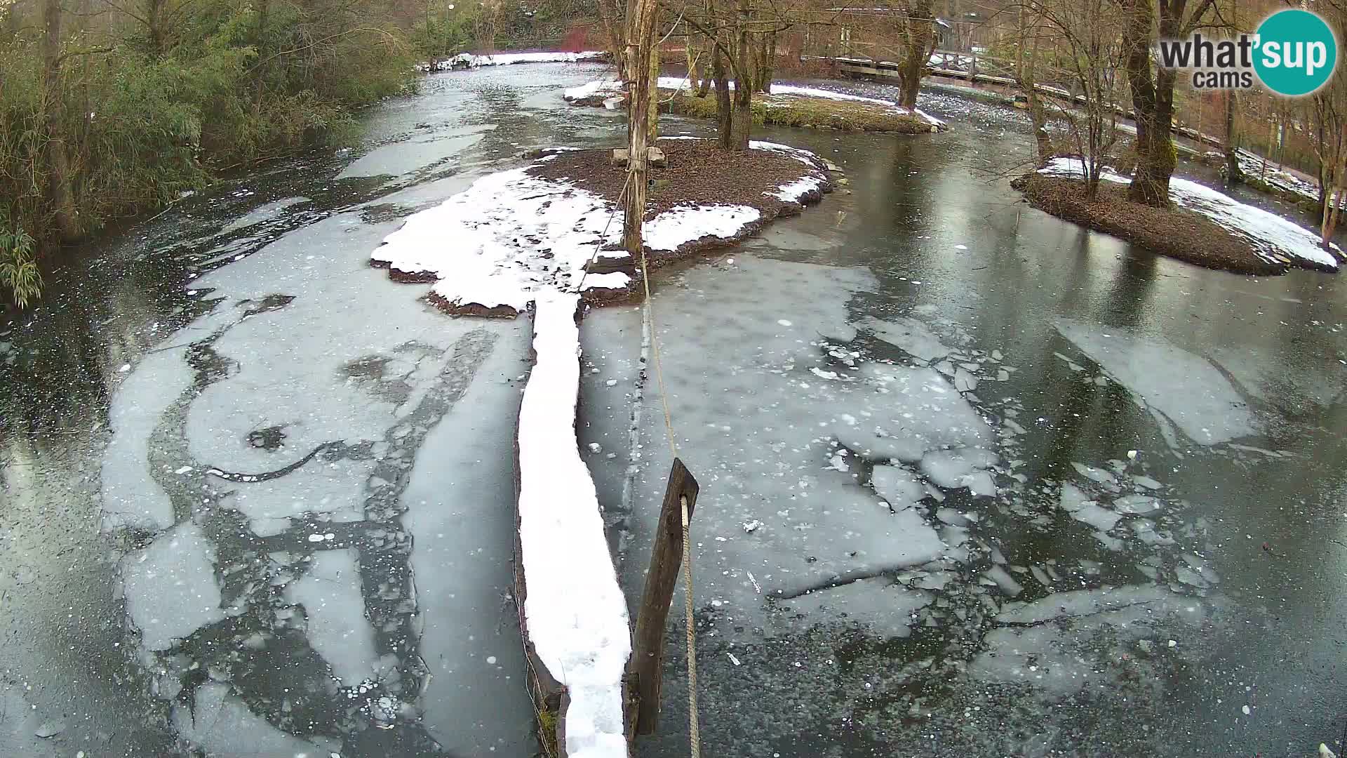 Schwarzweiße Vari Zoo Ljubljana webcam