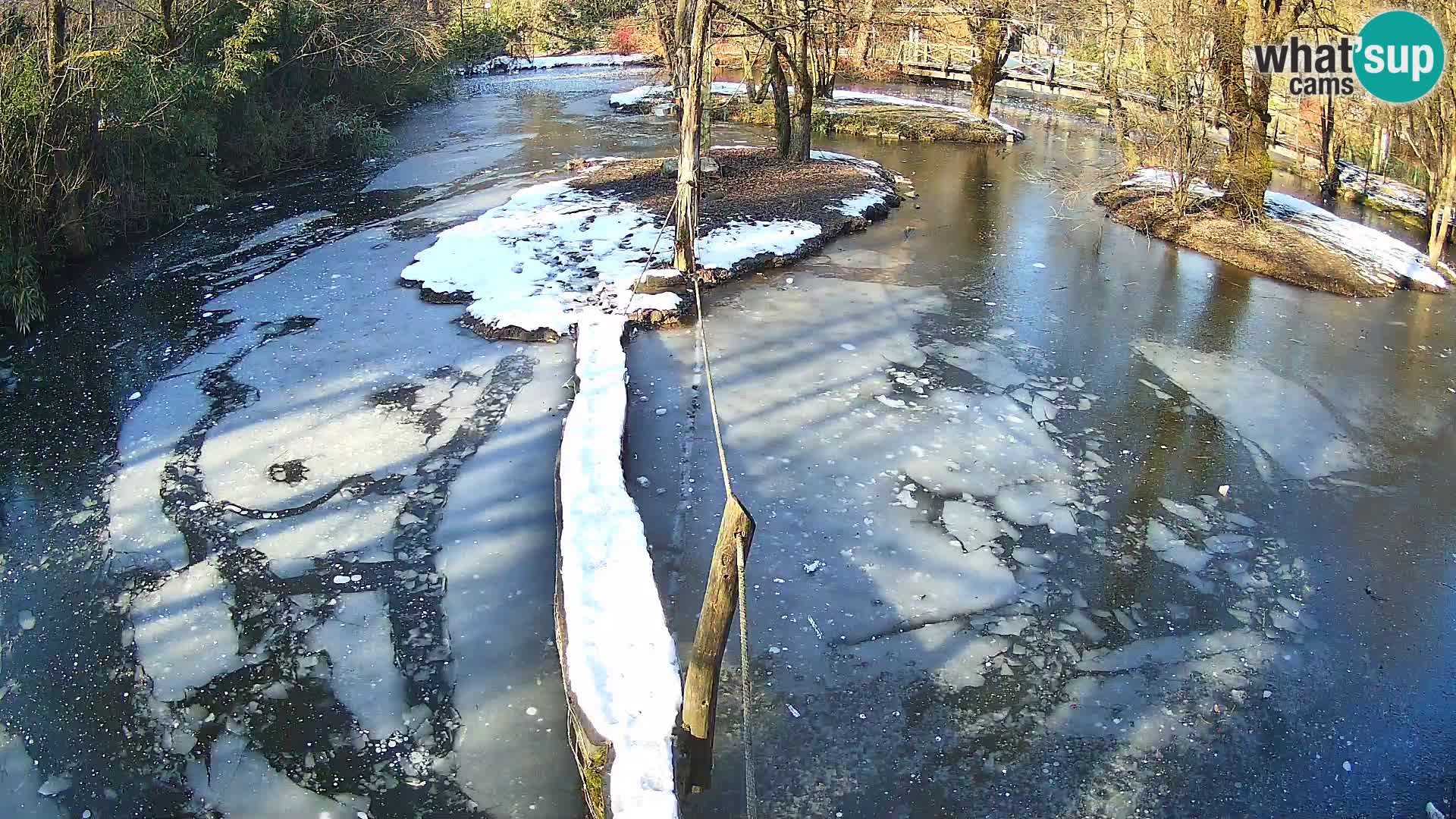 Schwarzweiße Vari Zoo Ljubljana webcam