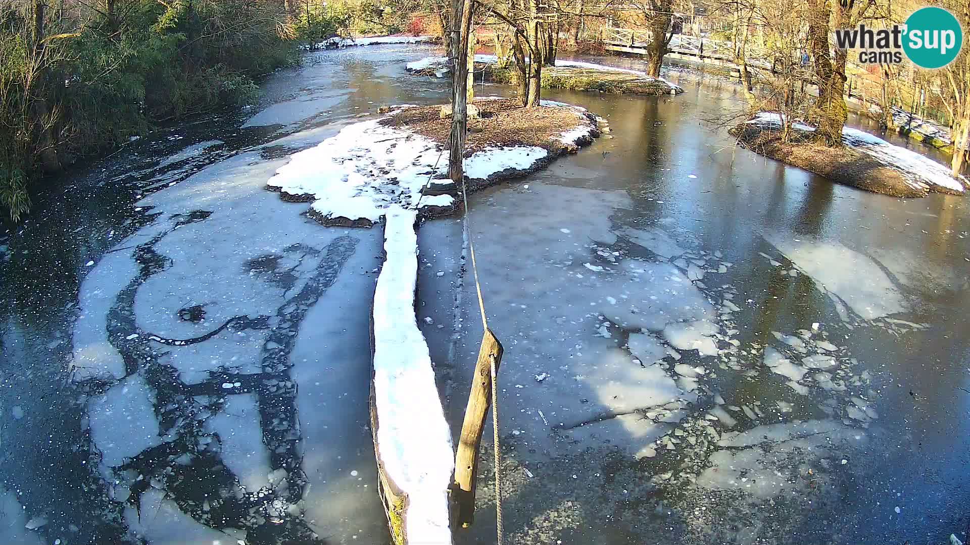 Lémur rufo blanco y negro – Ljubljana Zoo en vivo