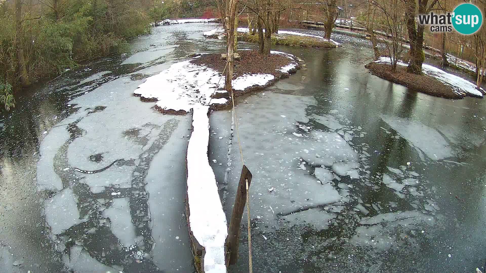 Vari noir et blanc – Ljubljana ZOO  livecam