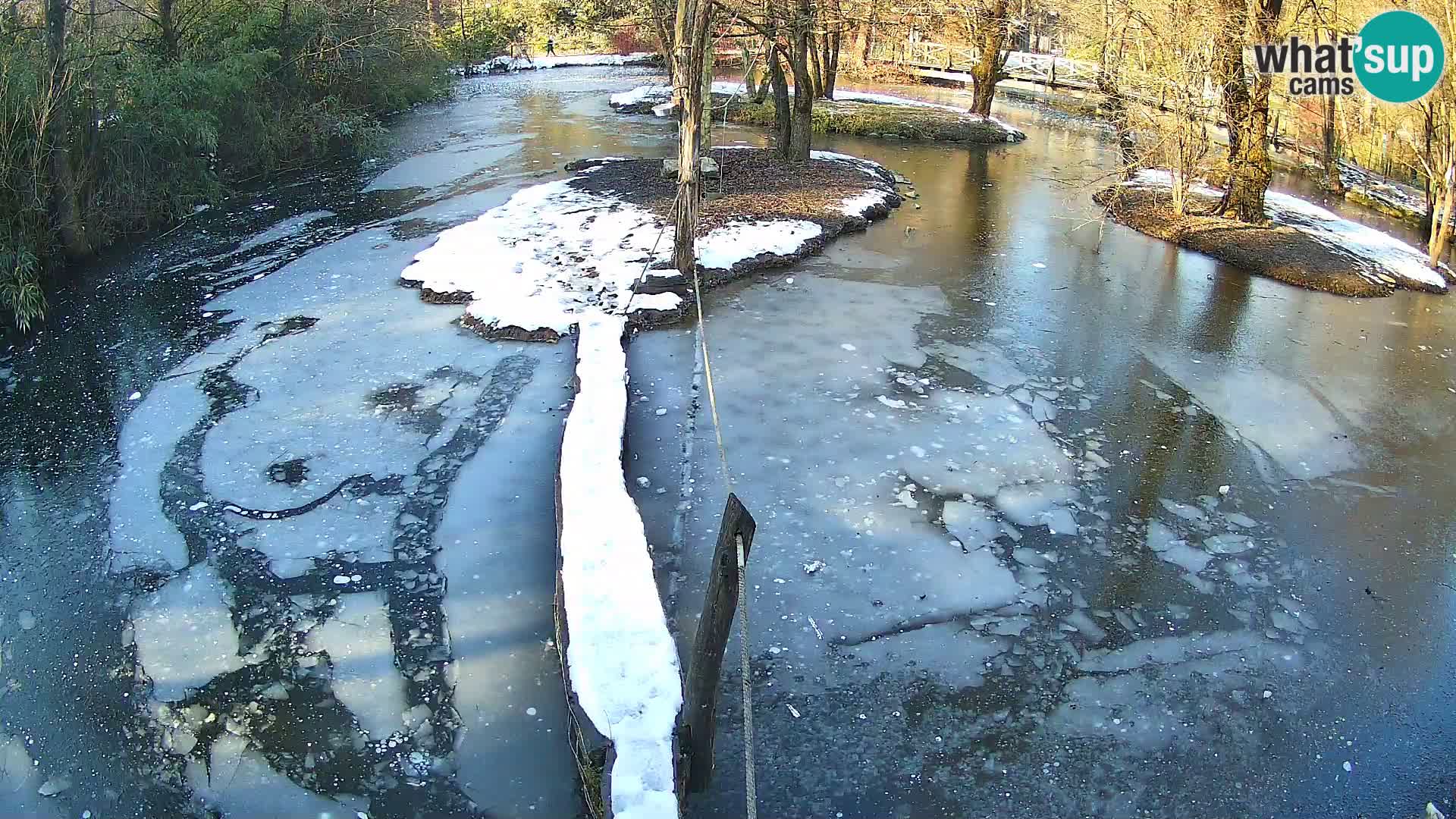 Navadni vari v živo – Ljubljana živalski vrt