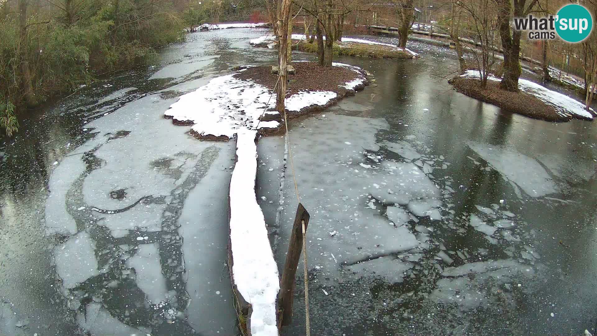 Vari bianconero Zoo Ljubljana webcam