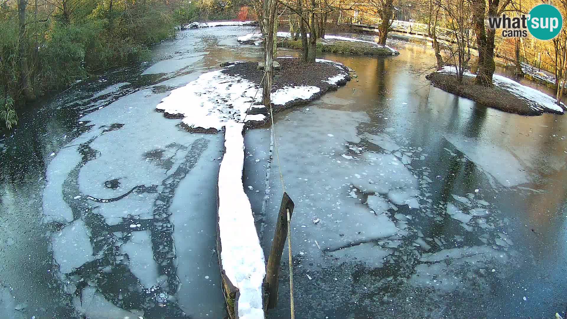 Lémur rufo blanco y negro – Ljubljana Zoo en vivo