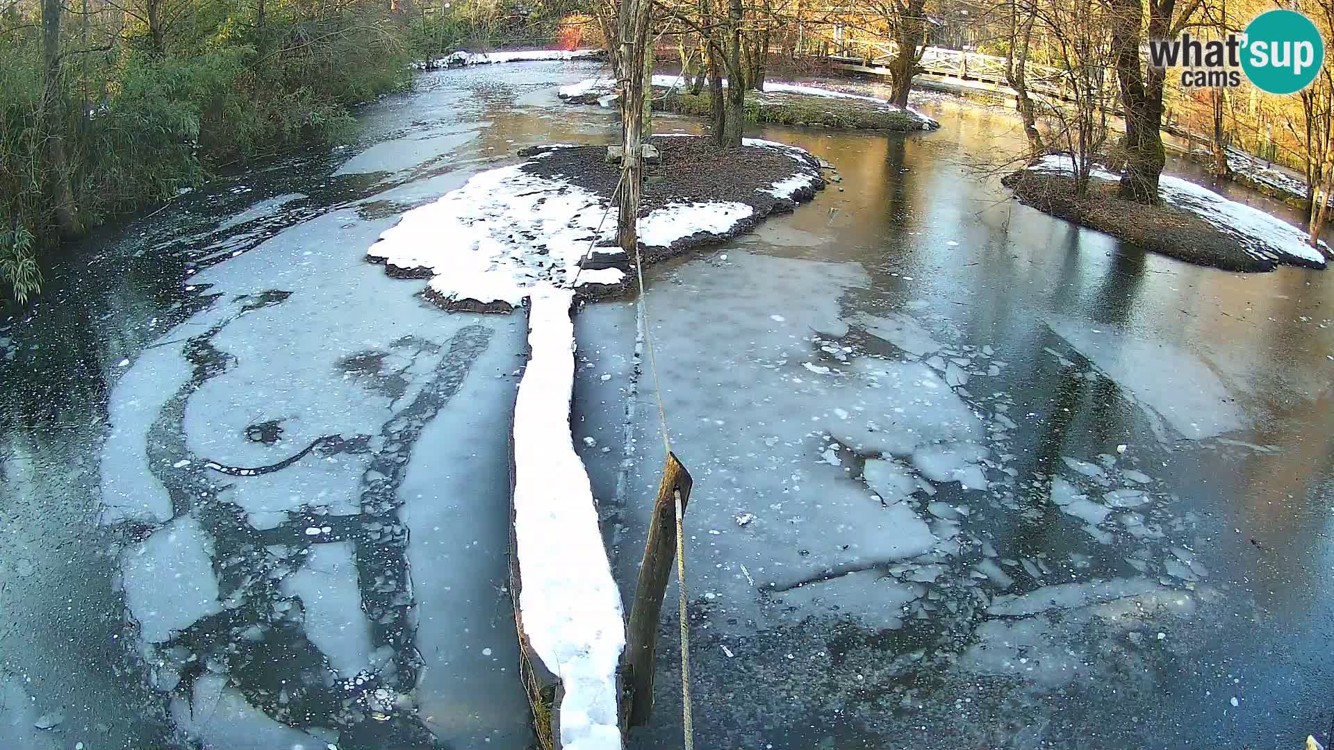 Vari noir et blanc – Ljubljana ZOO  livecam