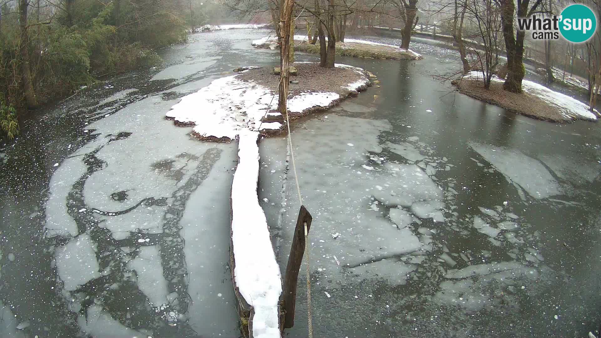 Schwarzweiße Vari Zoo Ljubljana webcam