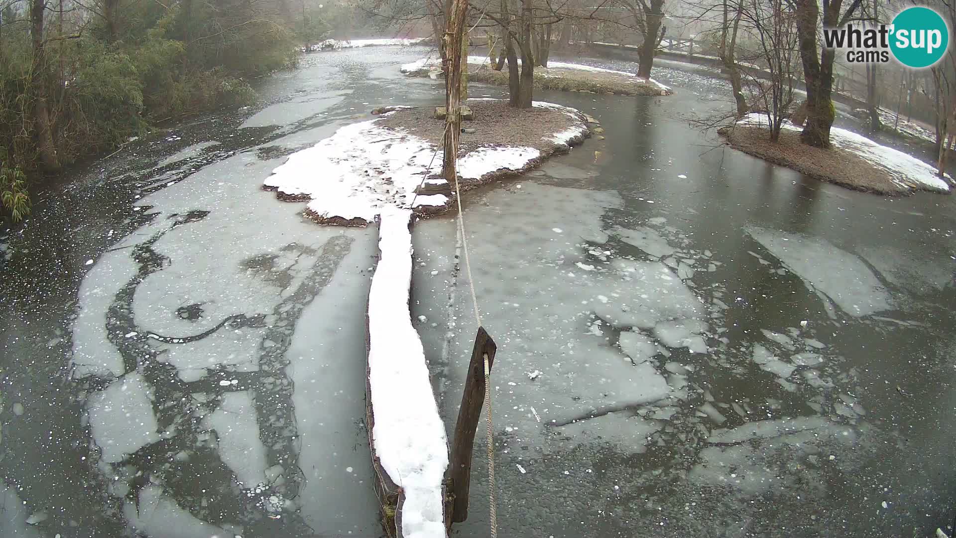 Vari bianconero Zoo Ljubljana webcam