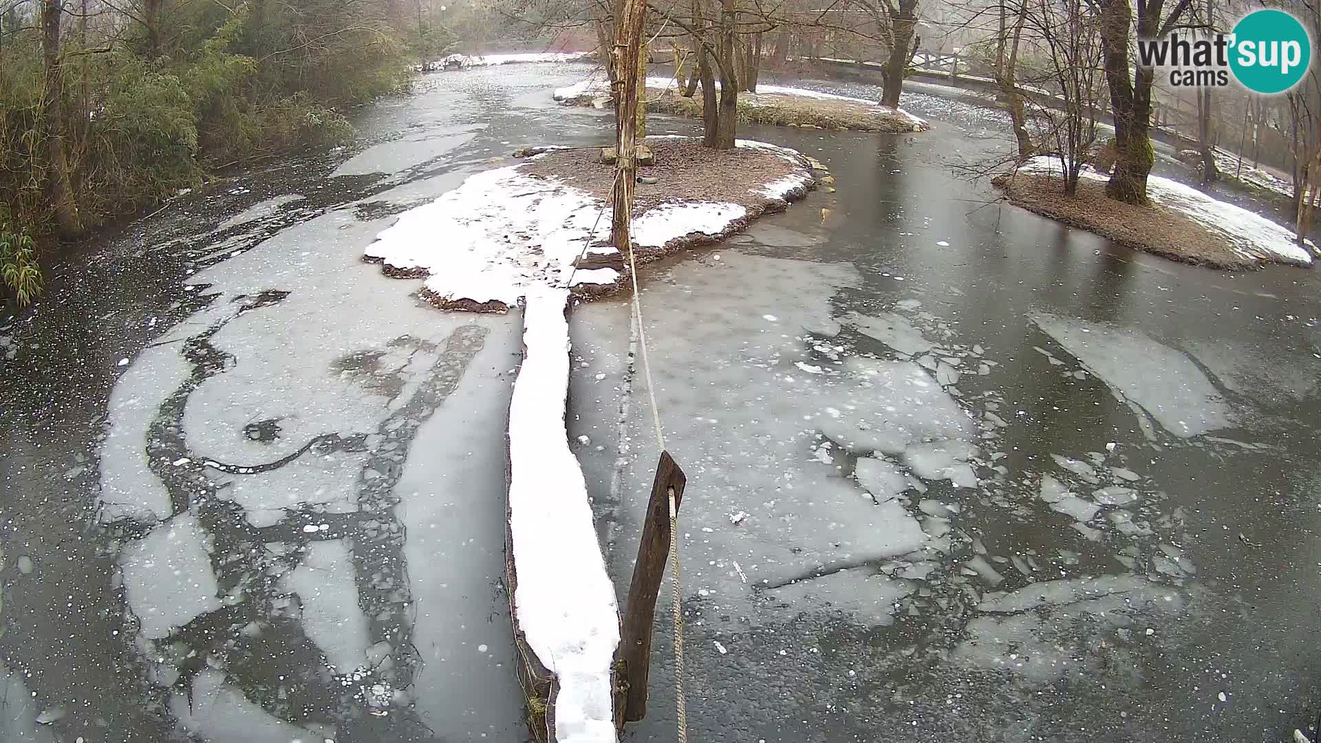 Lémur rufo blanco y negro – Ljubljana Zoo en vivo