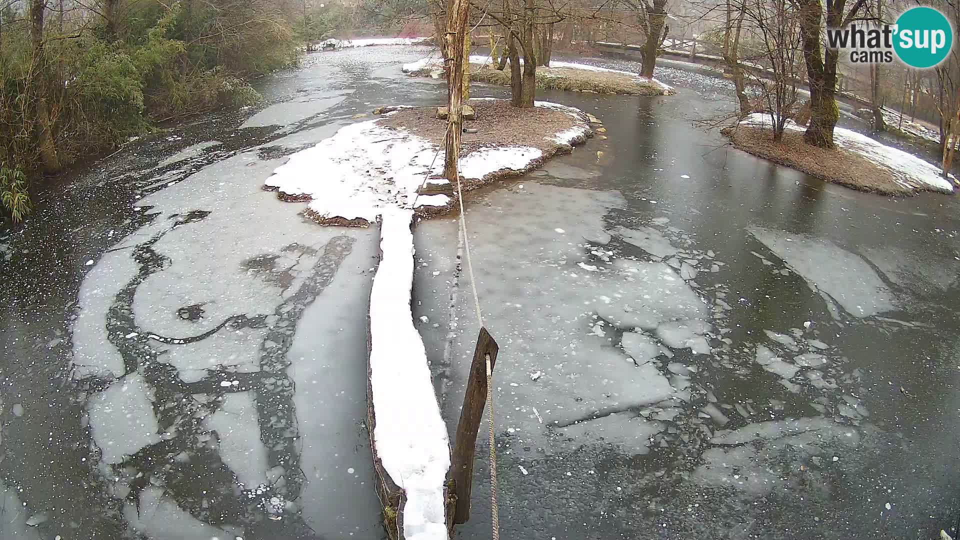 Vari noir et blanc – Ljubljana ZOO  livecam