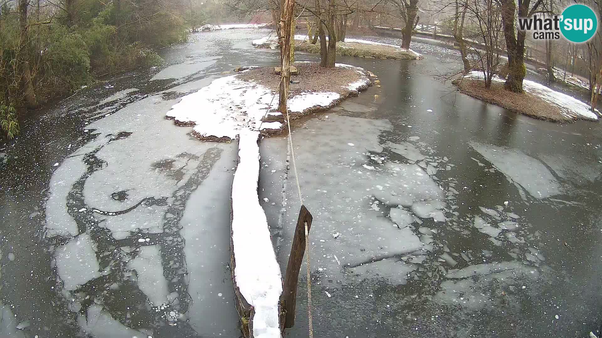 Vari bianconero Zoo Ljubljana webcam