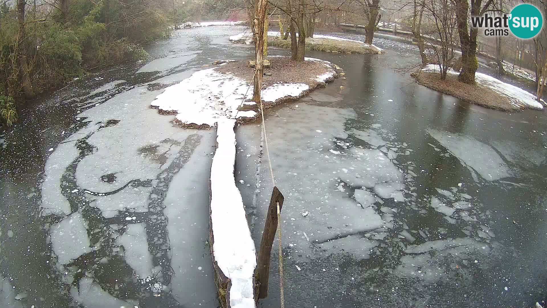 Vari noir et blanc – Ljubljana ZOO  livecam