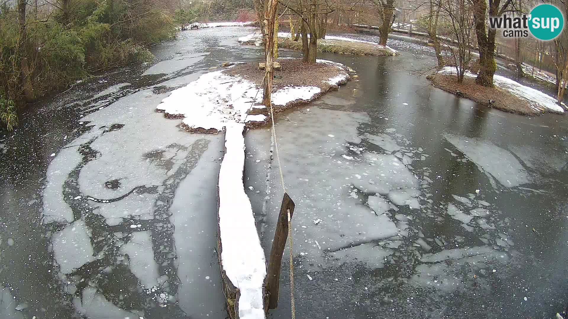 Lémur rufo blanco y negro – Ljubljana Zoo en vivo