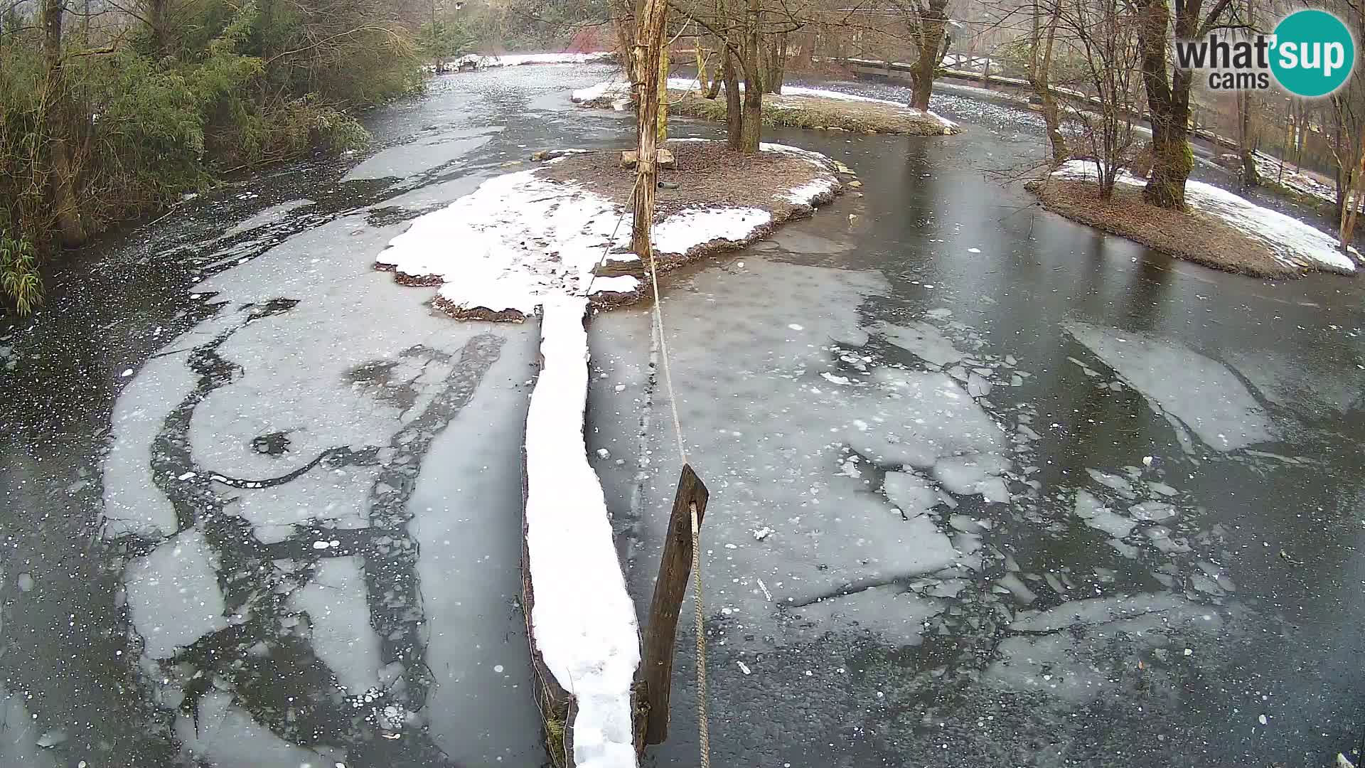 Vari bianconero Zoo Ljubljana webcam