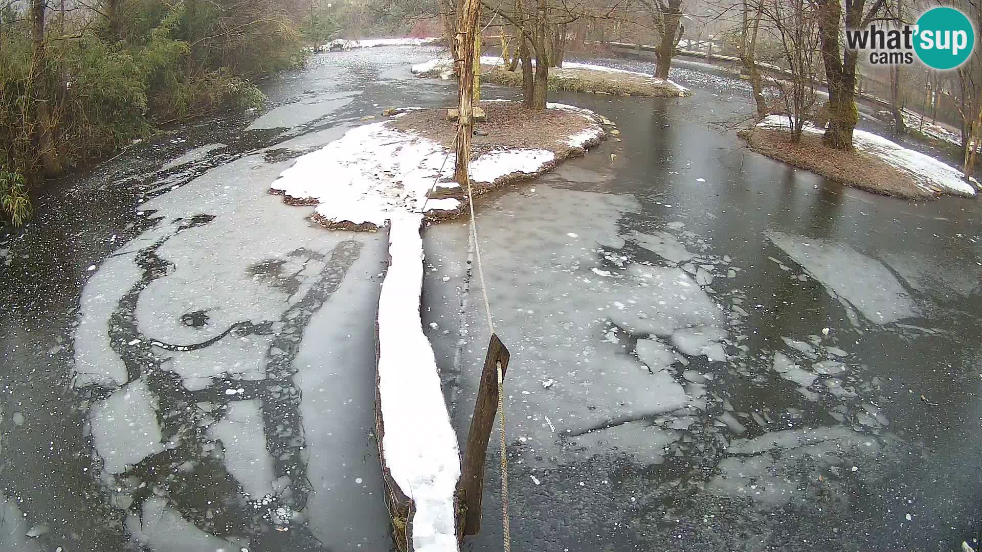 Schwarzweiße Vari Zoo Ljubljana webcam