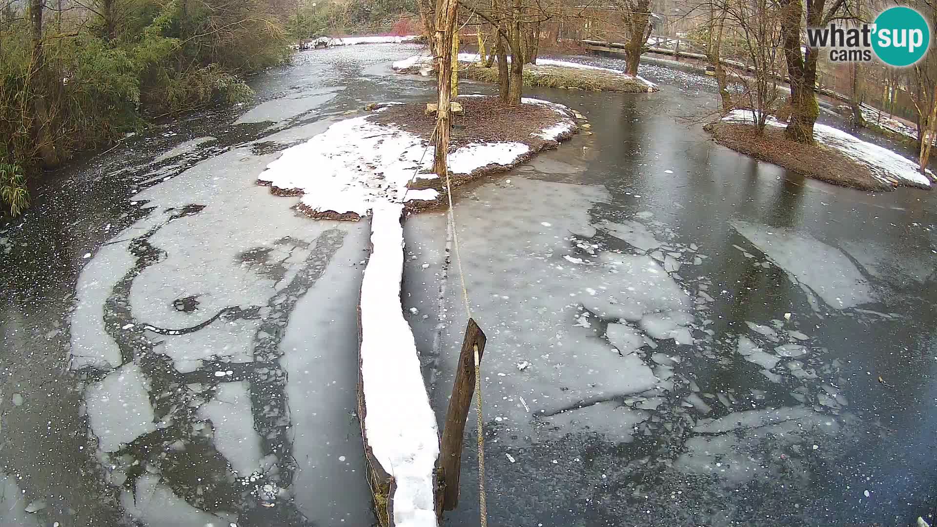 Vari noir et blanc – Ljubljana ZOO  livecam