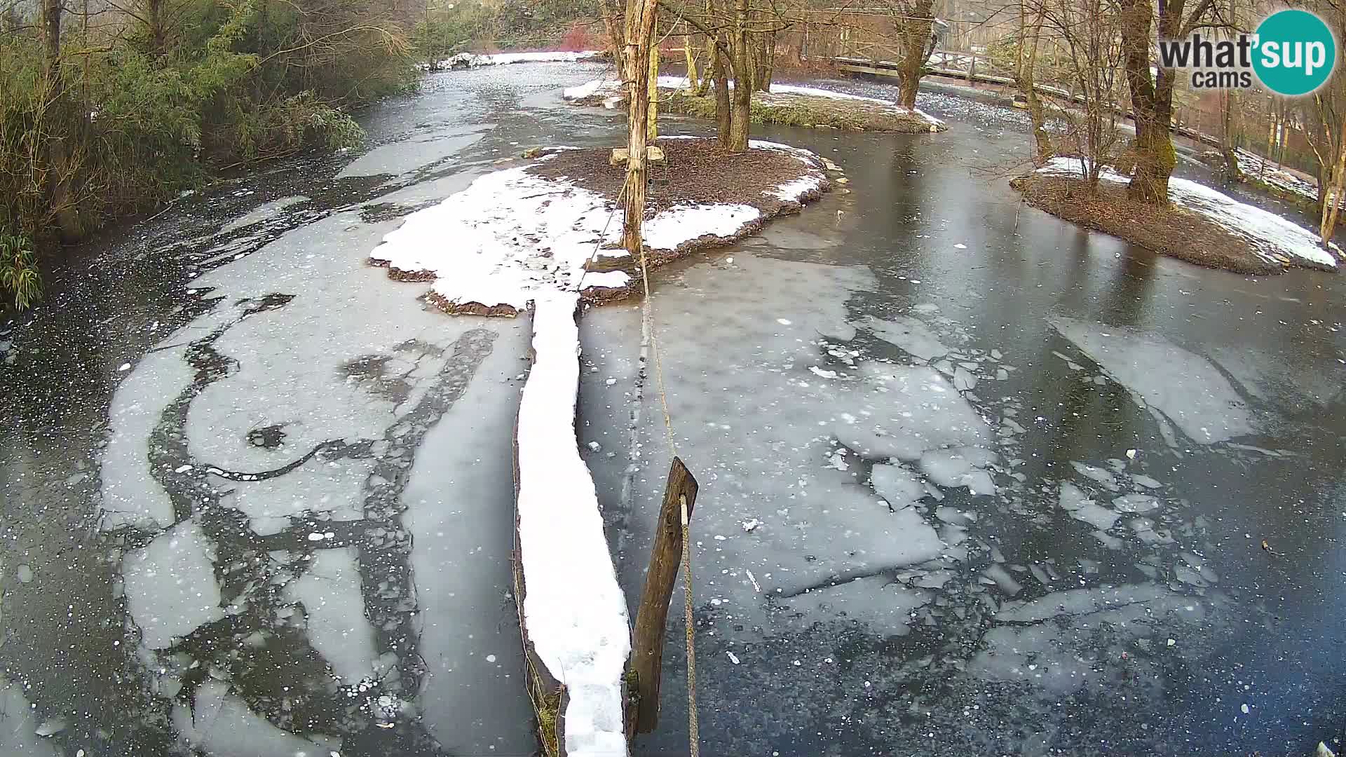 Navadni vari v živo – Ljubljana živalski vrt