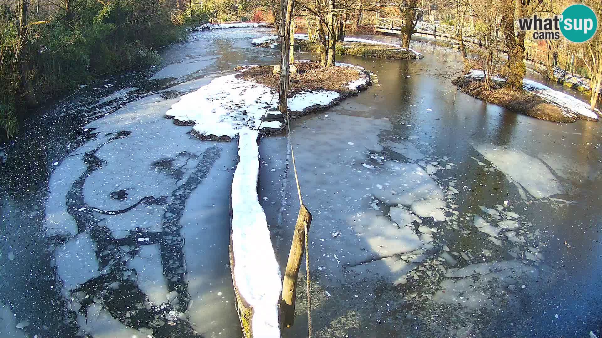 Schwarzweiße Vari Zoo Ljubljana webcam