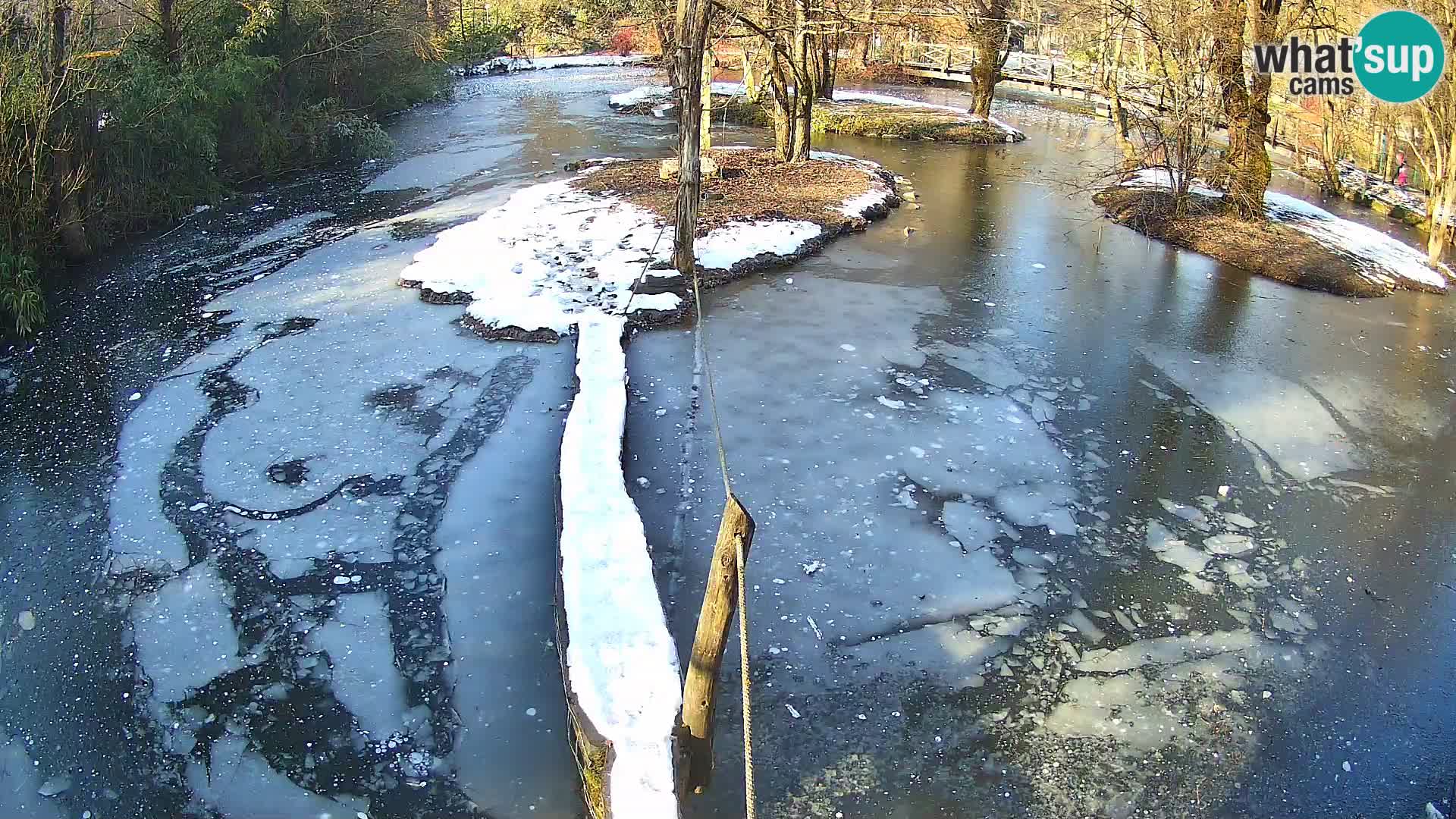 Vari noir et blanc – Ljubljana ZOO  livecam