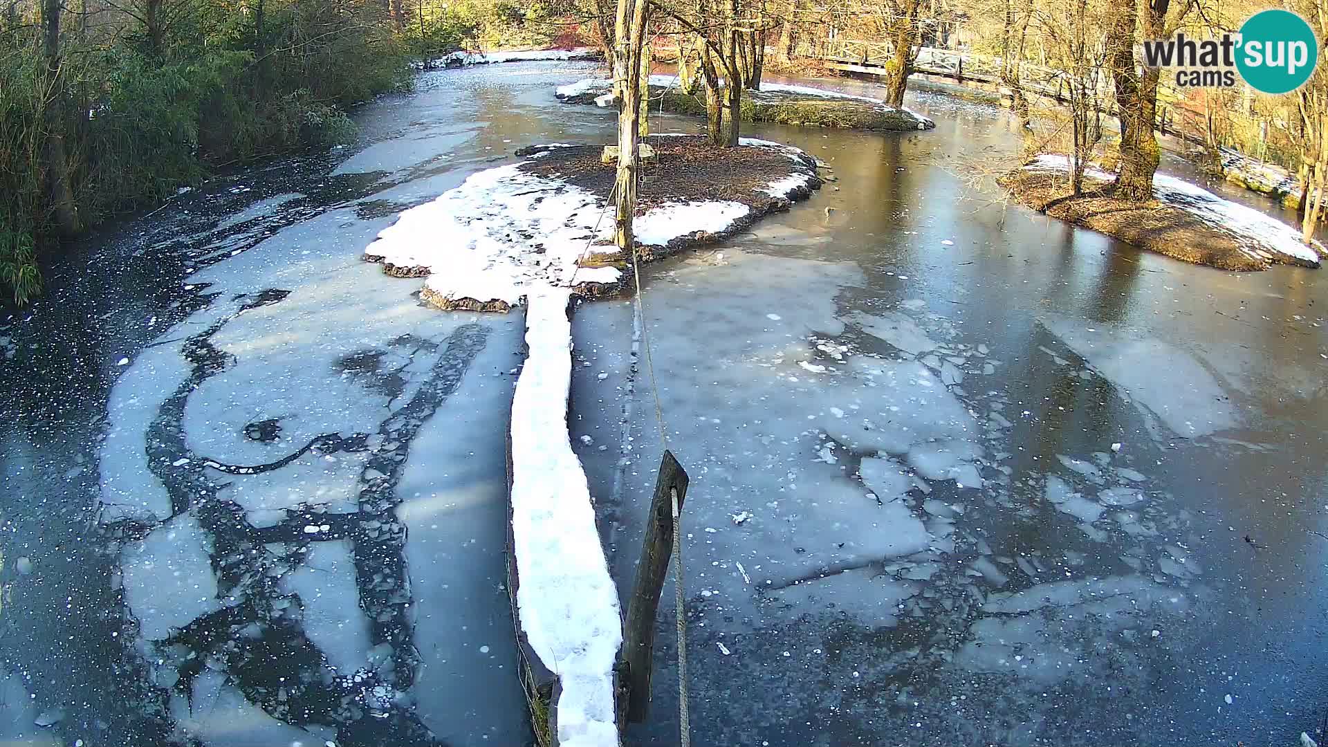 Vari noir et blanc – Ljubljana ZOO  livecam