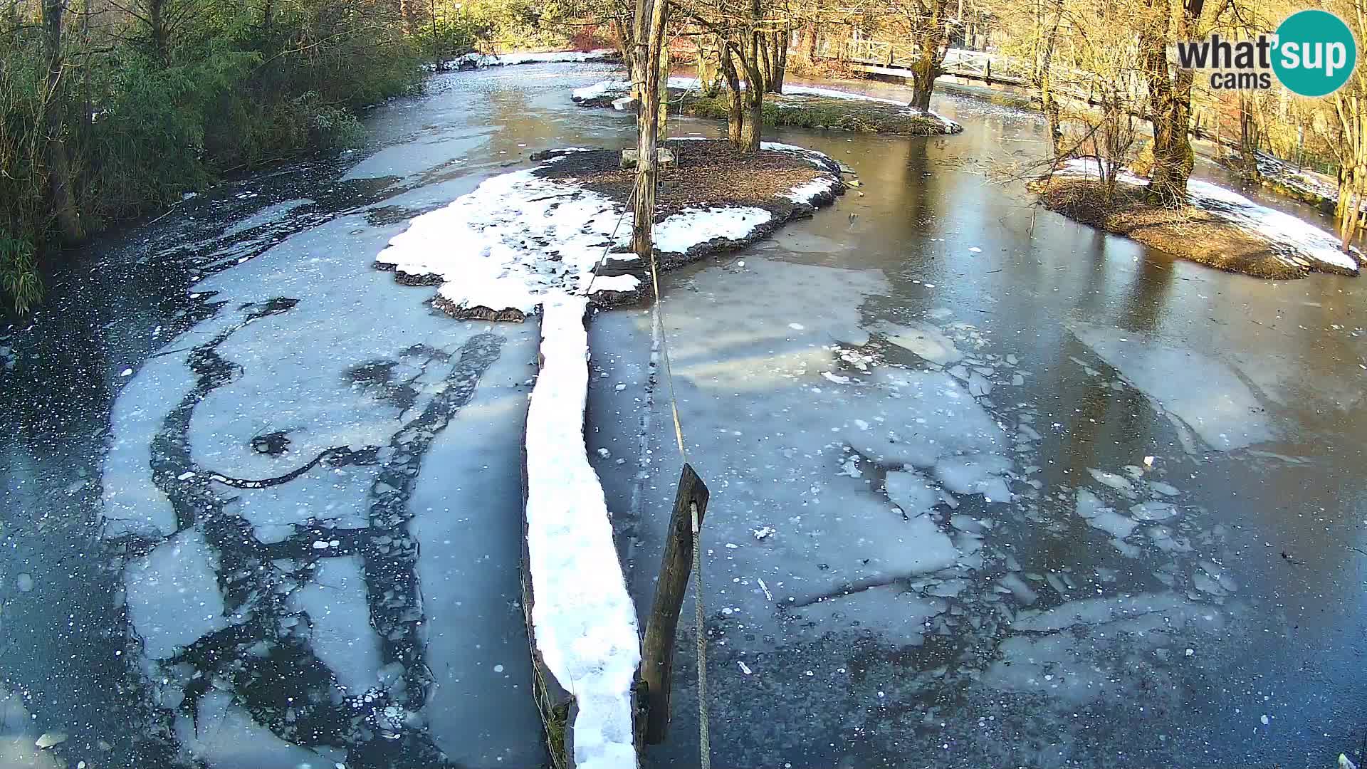 Vari noir et blanc – Ljubljana ZOO  livecam