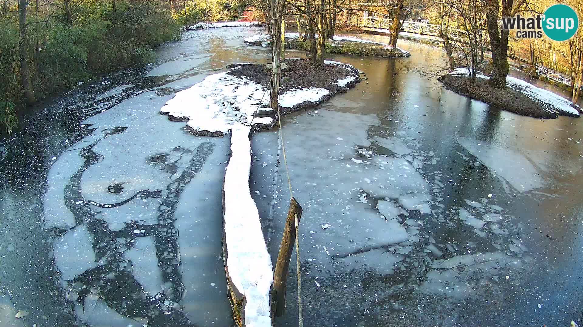 Navadni vari v živo – Ljubljana živalski vrt