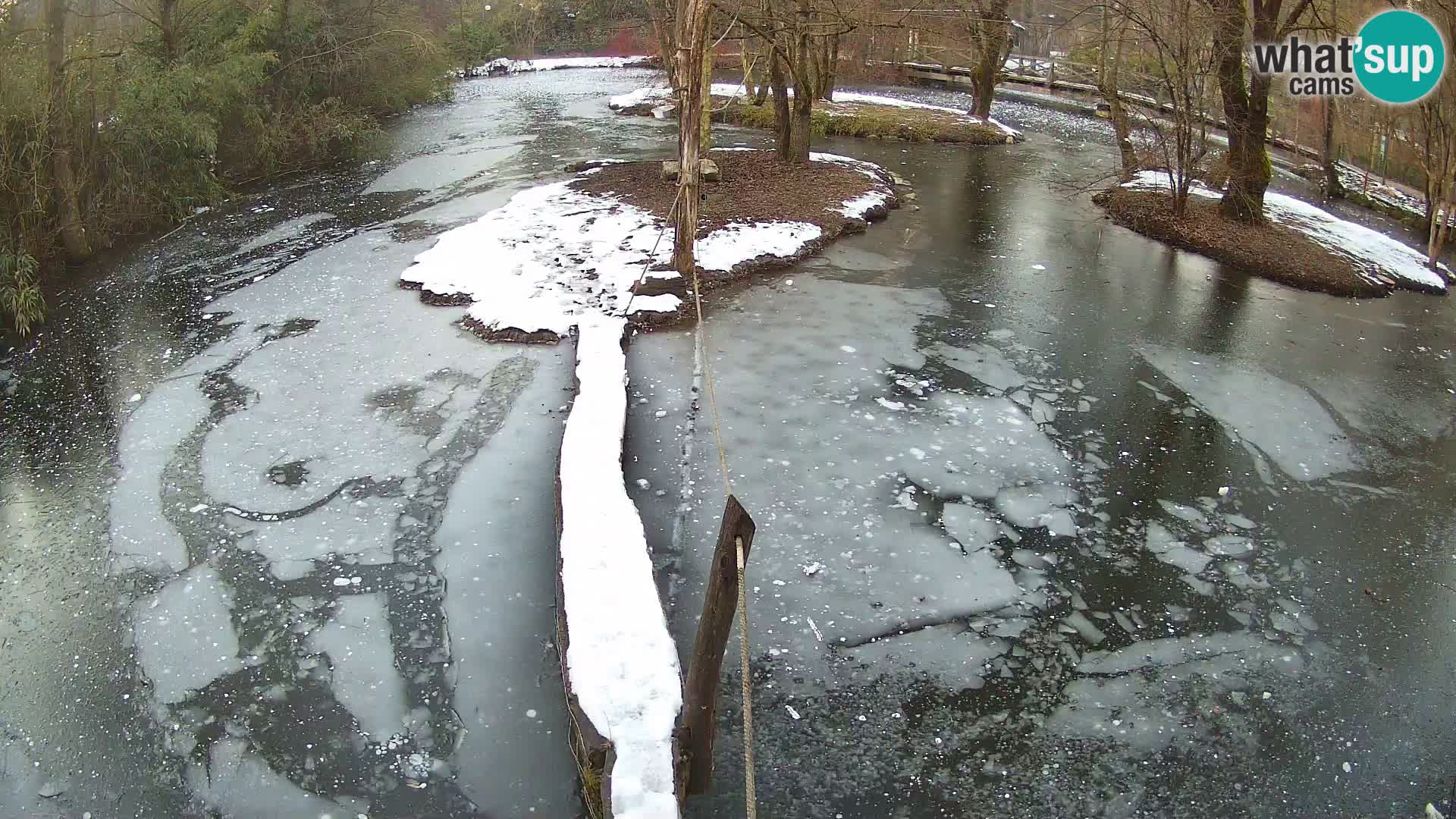 Schwarzweiße Vari Zoo Ljubljana webcam