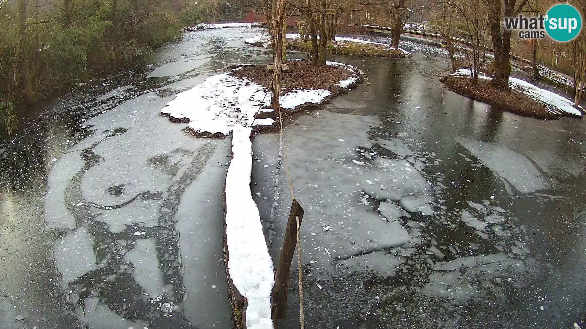 Schwarzweiße Vari Zoo Ljubljana webcam