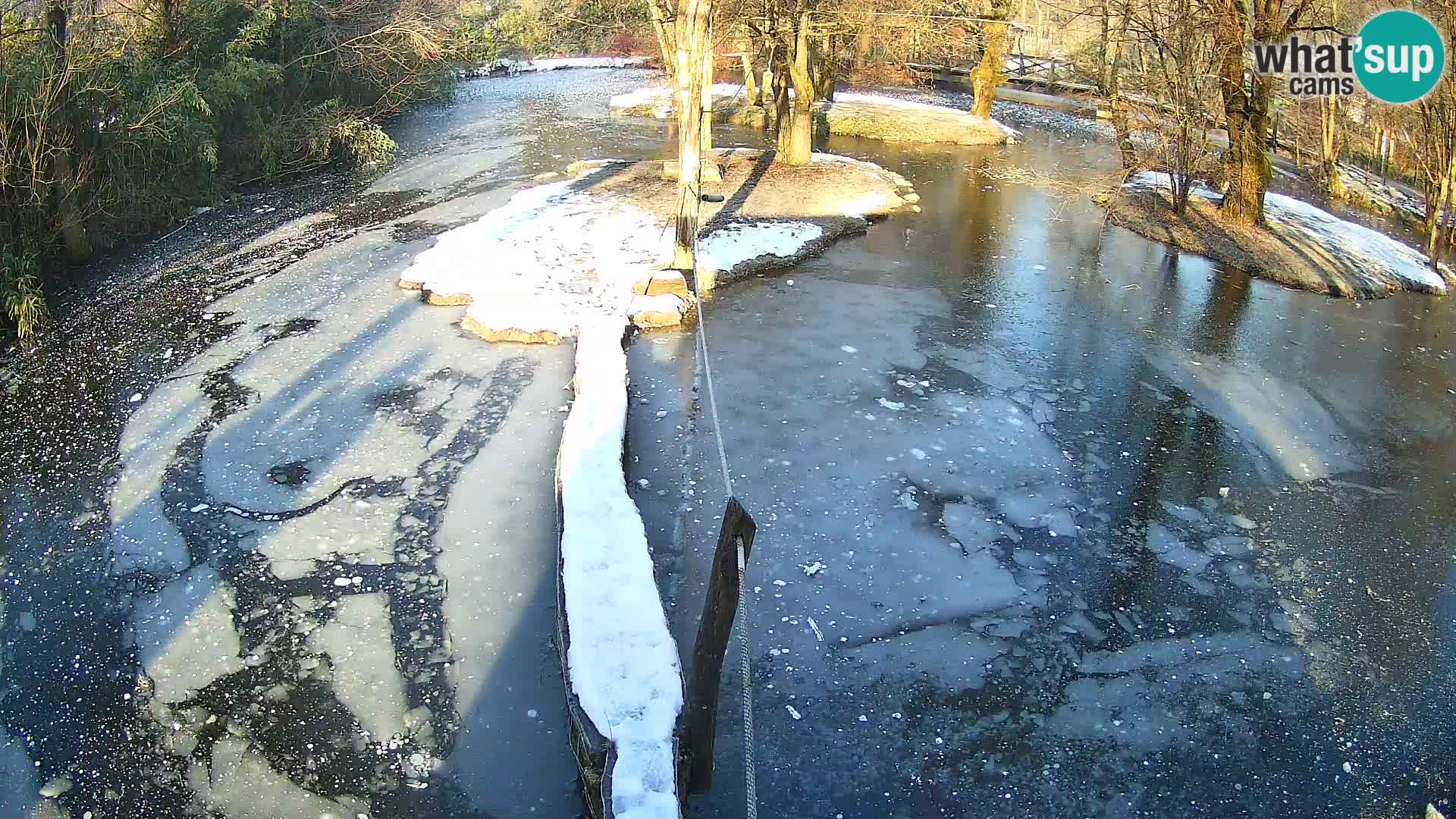 Vari noir et blanc – Ljubljana ZOO  livecam