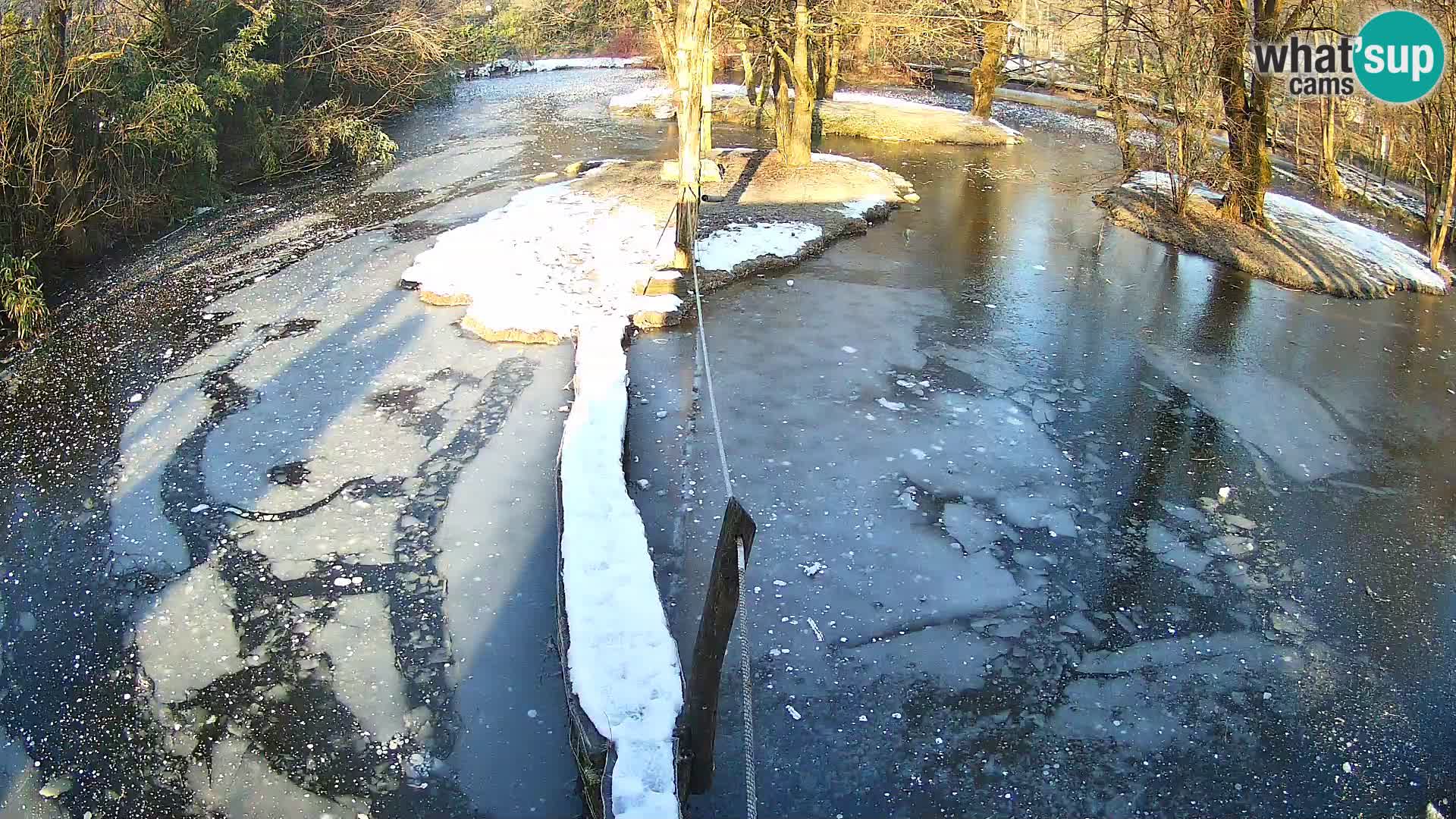 Vari noir et blanc – Ljubljana ZOO  livecam