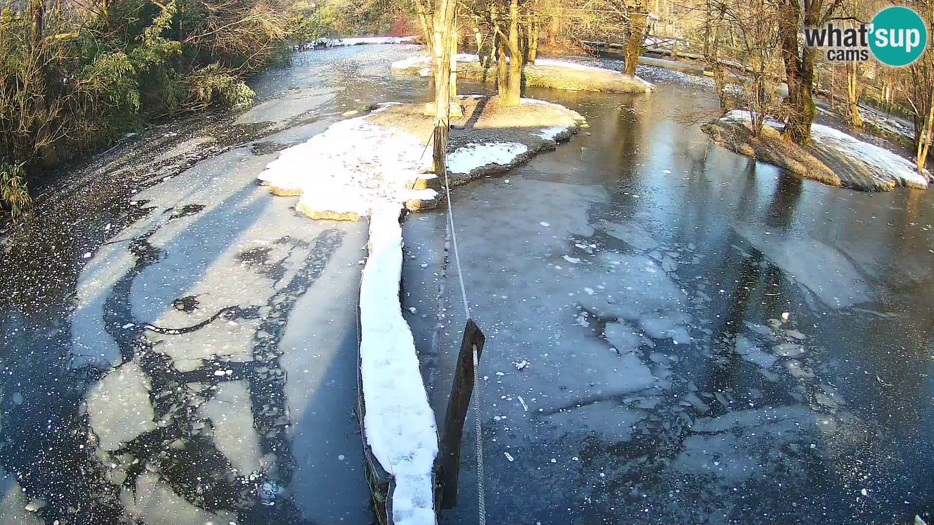 Vari noir et blanc – Ljubljana ZOO  livecam