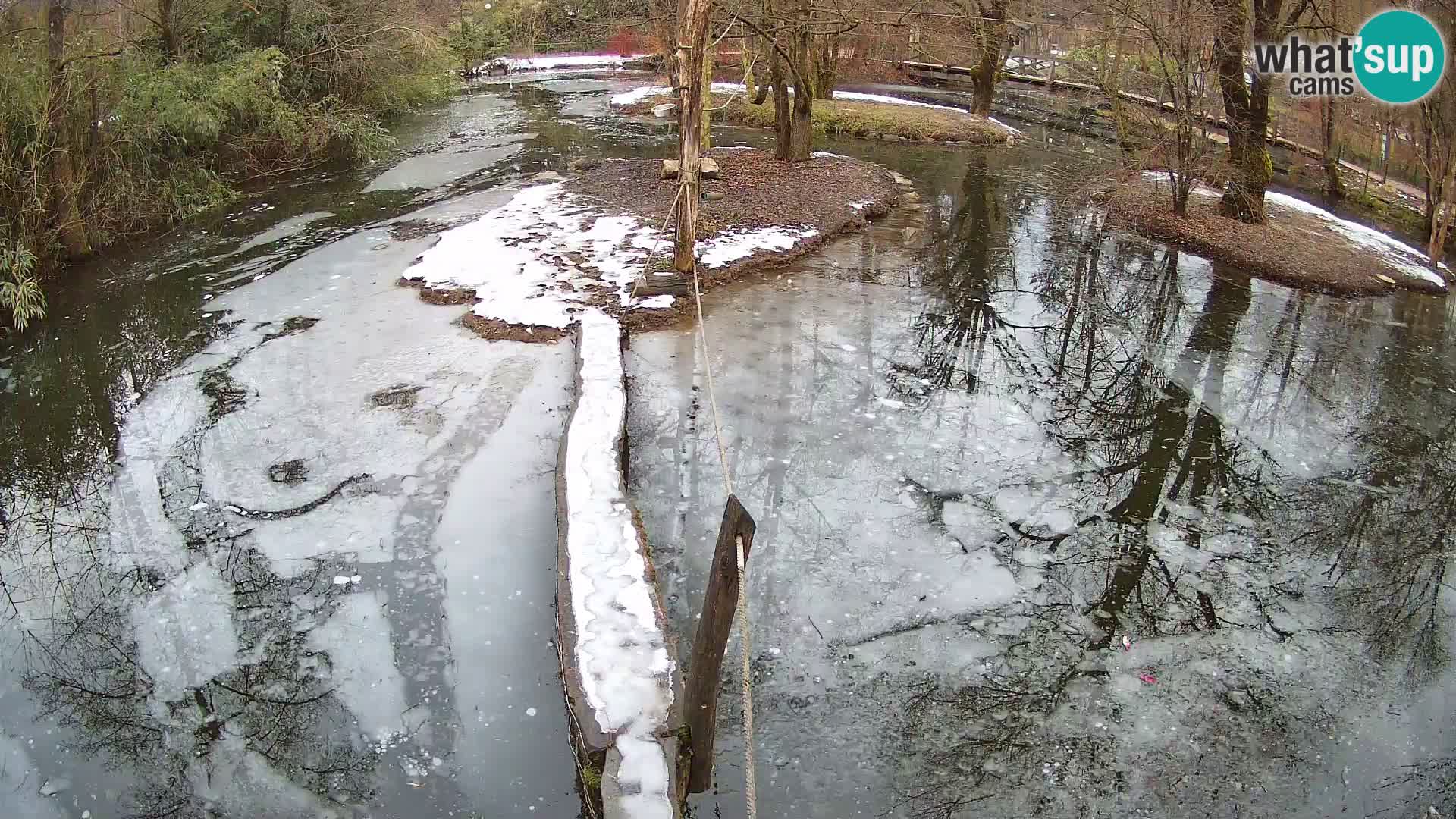 Vari noir et blanc – Ljubljana ZOO  livecam