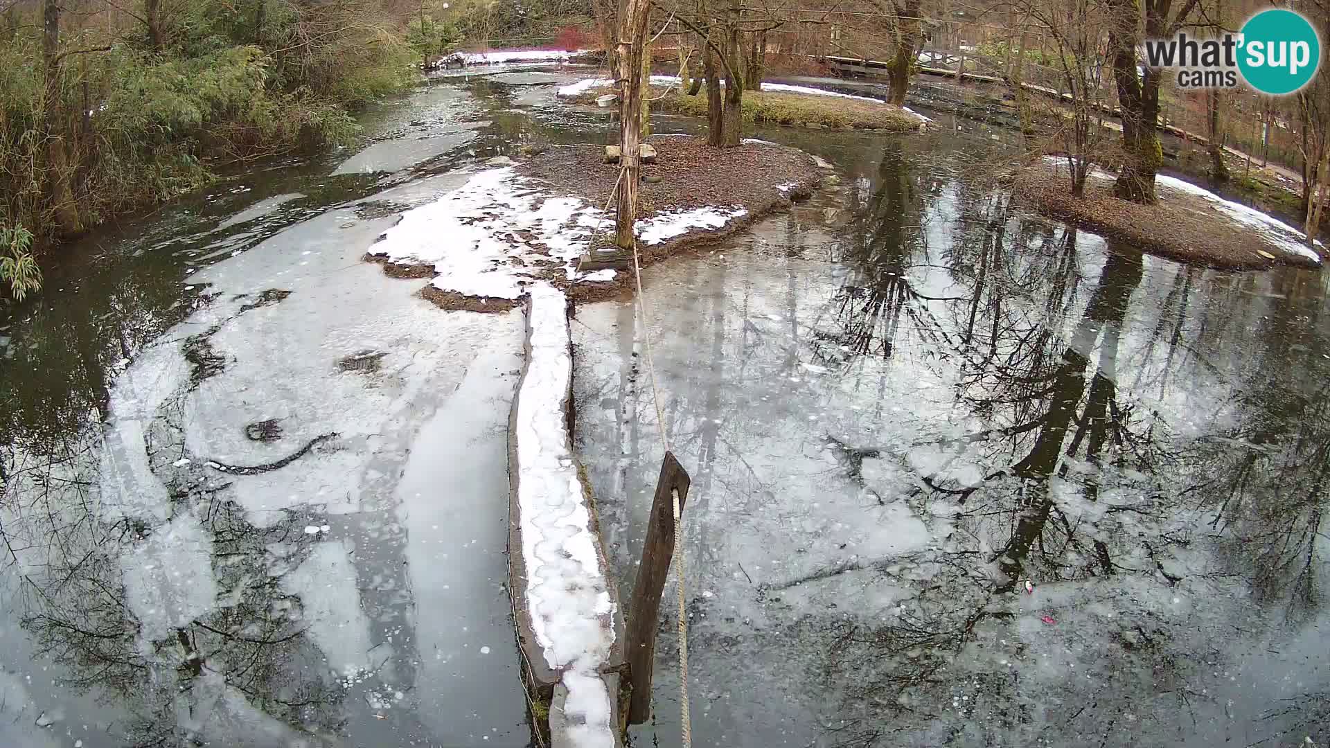 Schwarzweiße Vari Zoo Ljubljana webcam