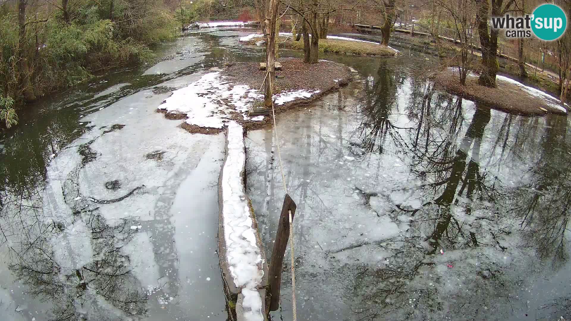 Schwarzweiße Vari Zoo Ljubljana webcam