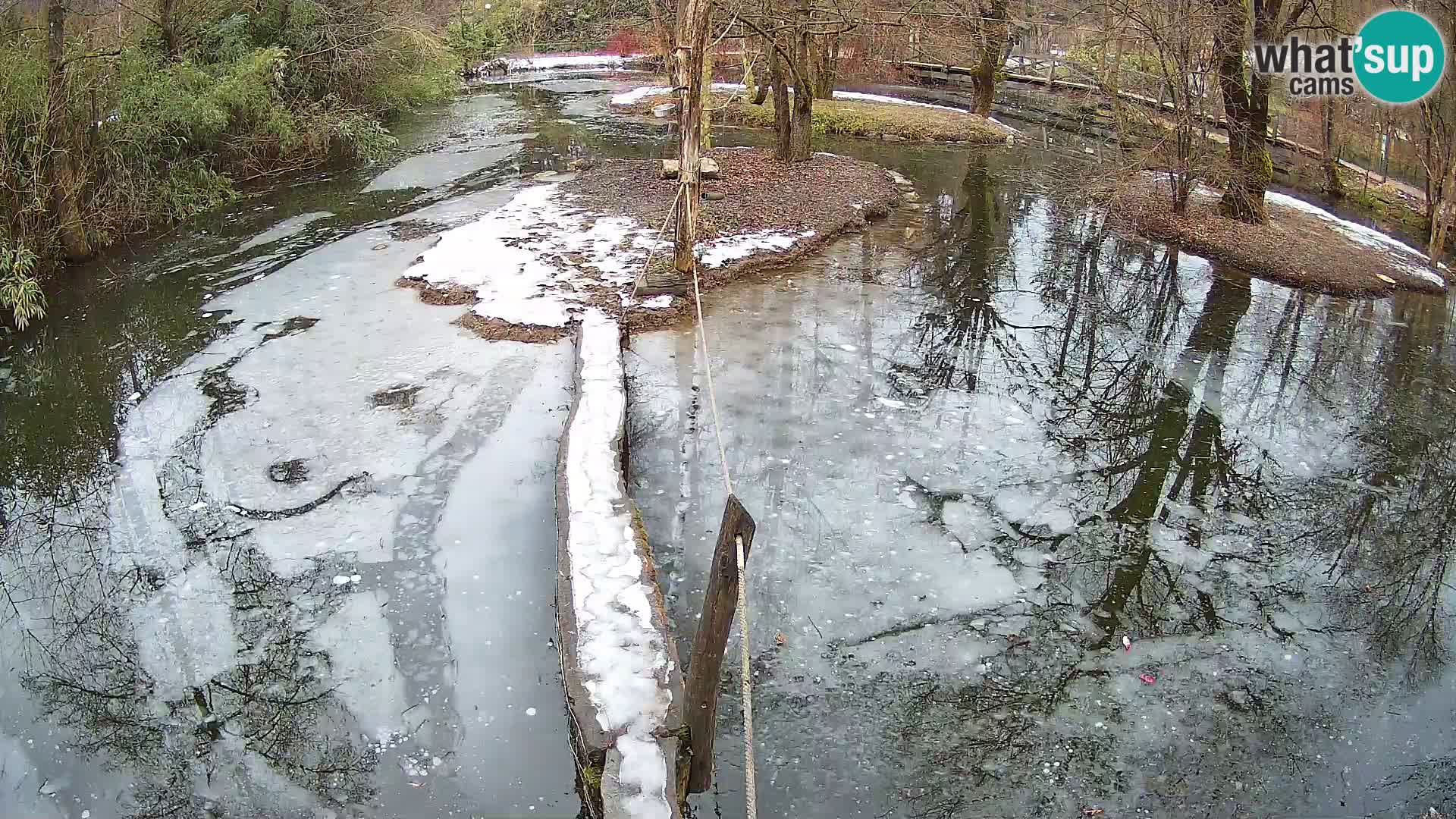 Vari bianconero Zoo Ljubljana webcam