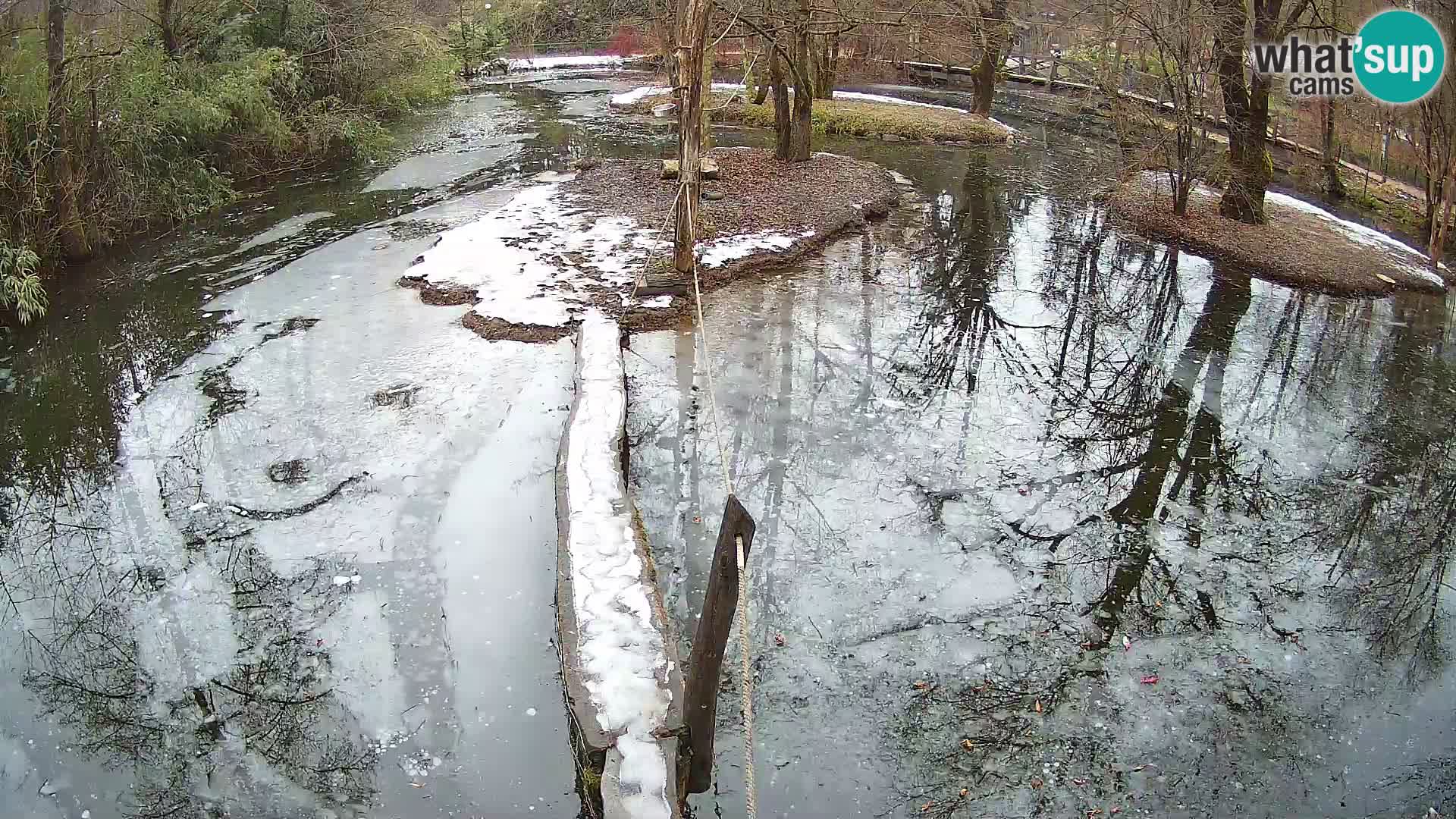 Schwarzweiße Vari Zoo Ljubljana webcam