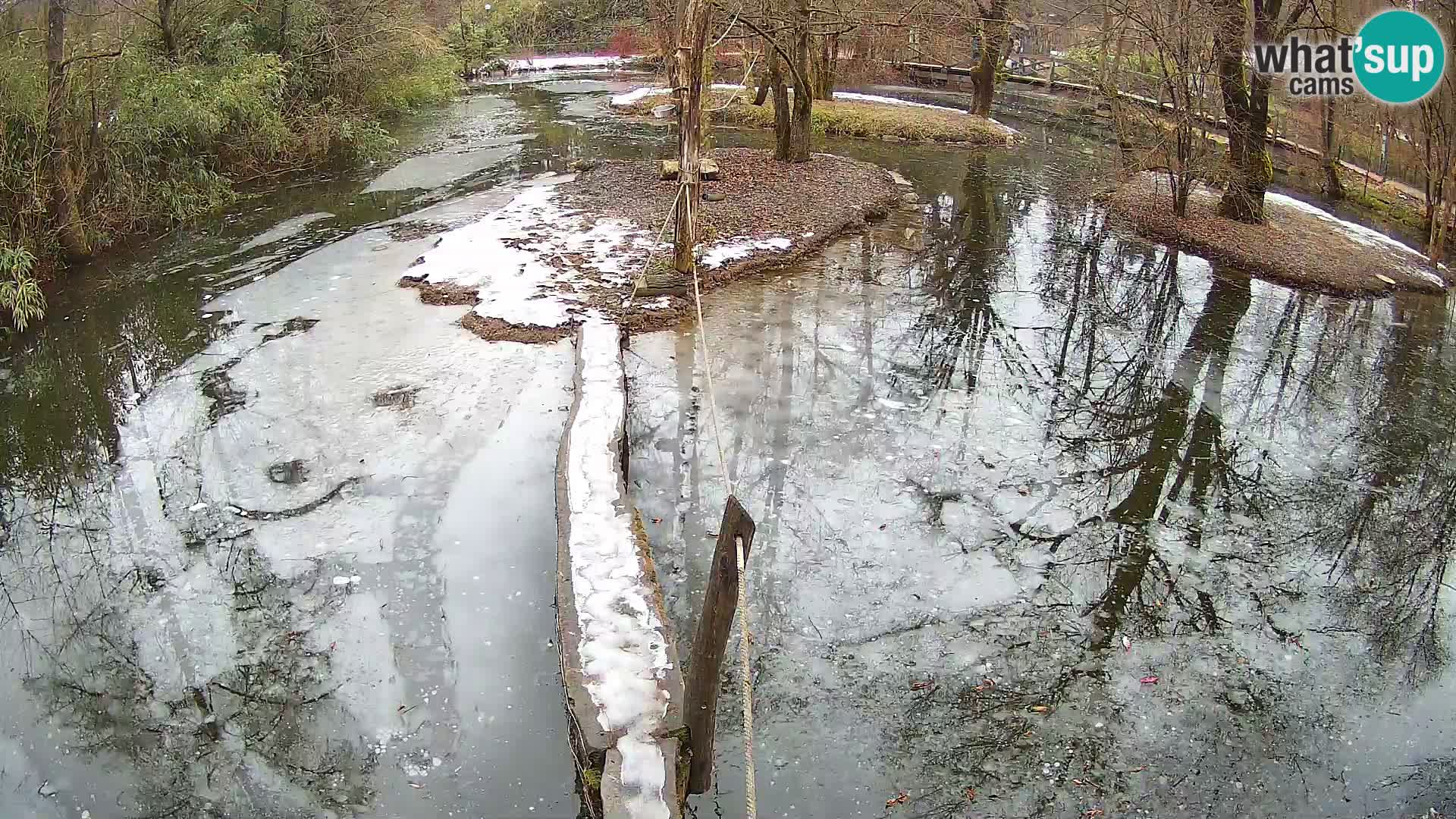 Vari bianconero Zoo Ljubljana webcam