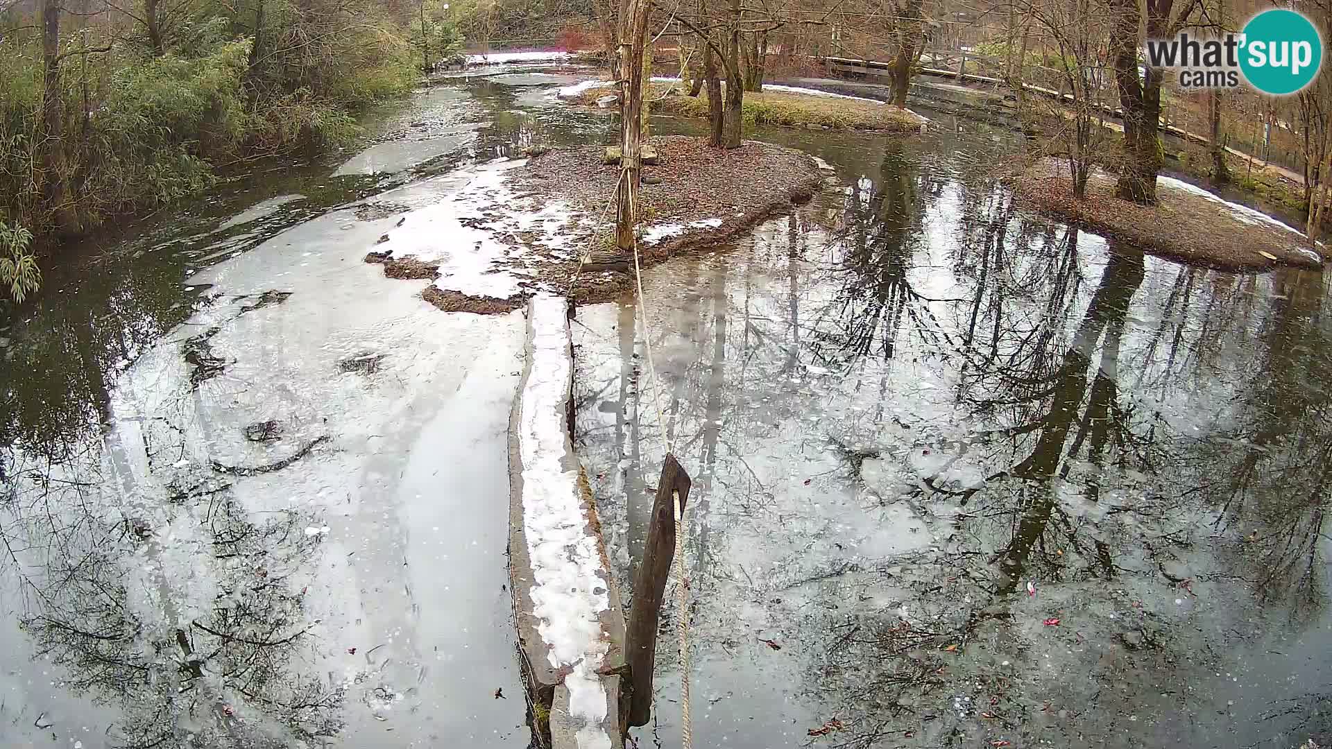 Vari noir et blanc – Ljubljana ZOO  livecam