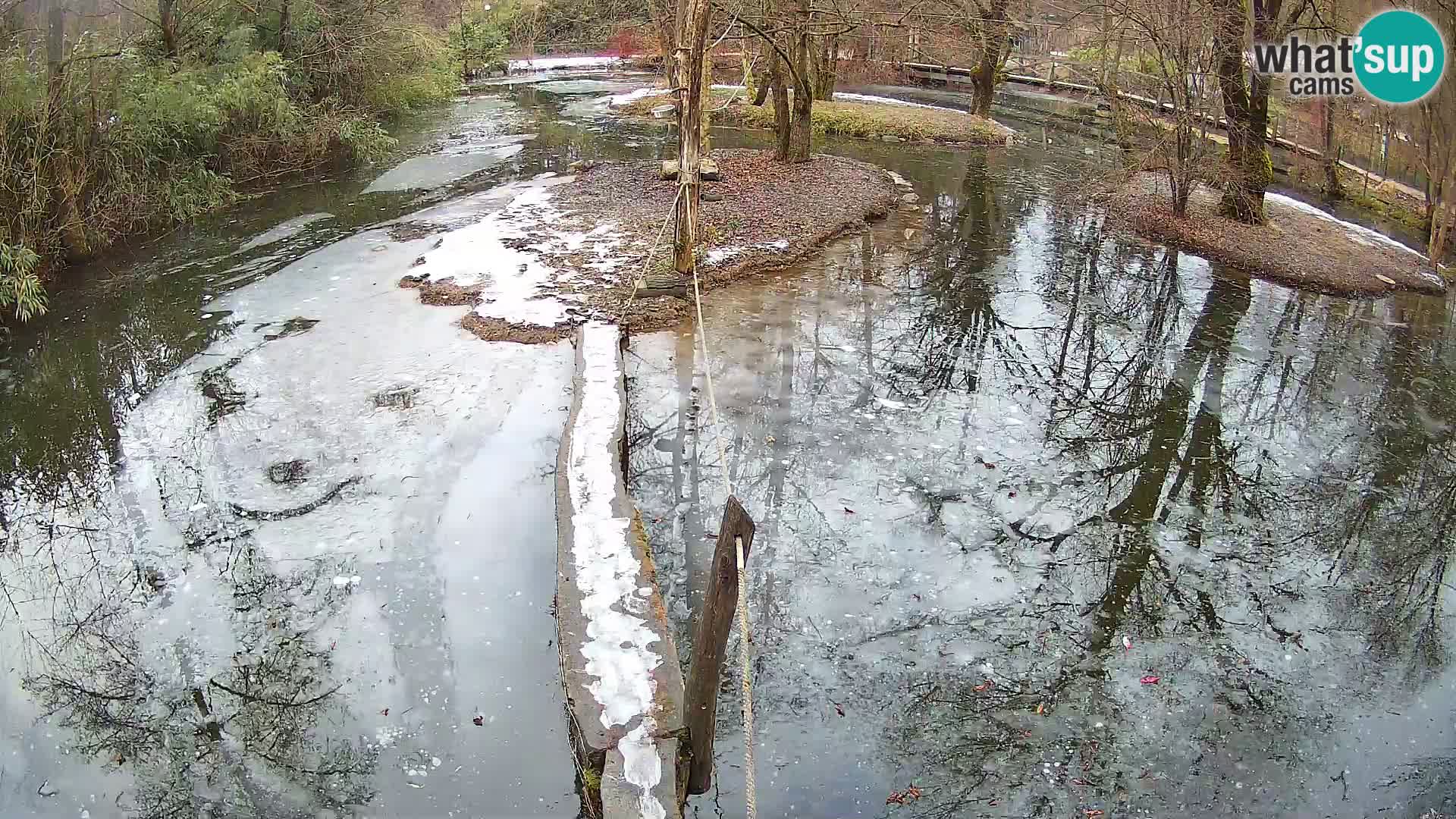 Vari noir et blanc – Ljubljana ZOO  livecam